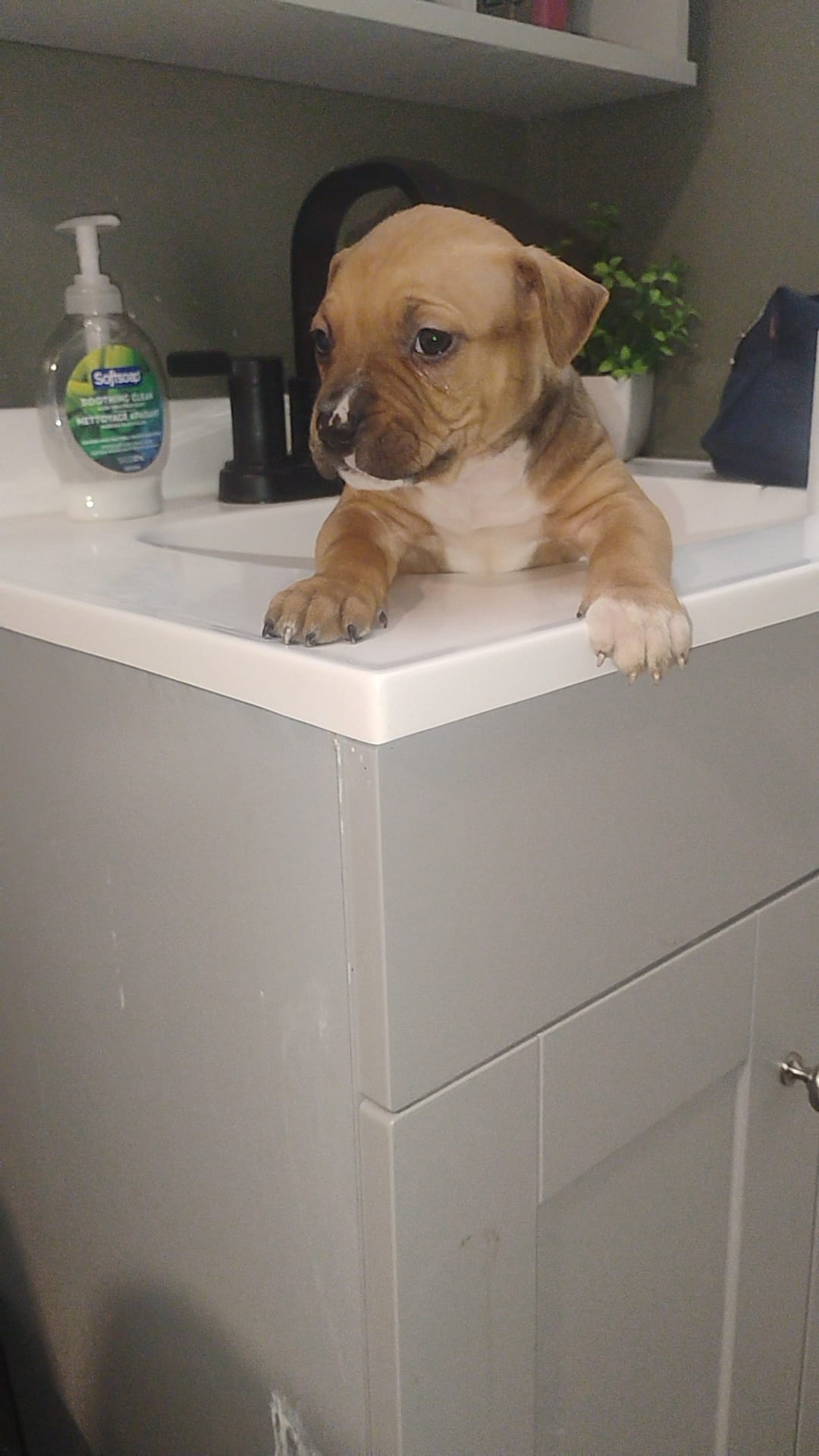 Tori – American Pit Bull Terrier puppy for sale in Erie, PA