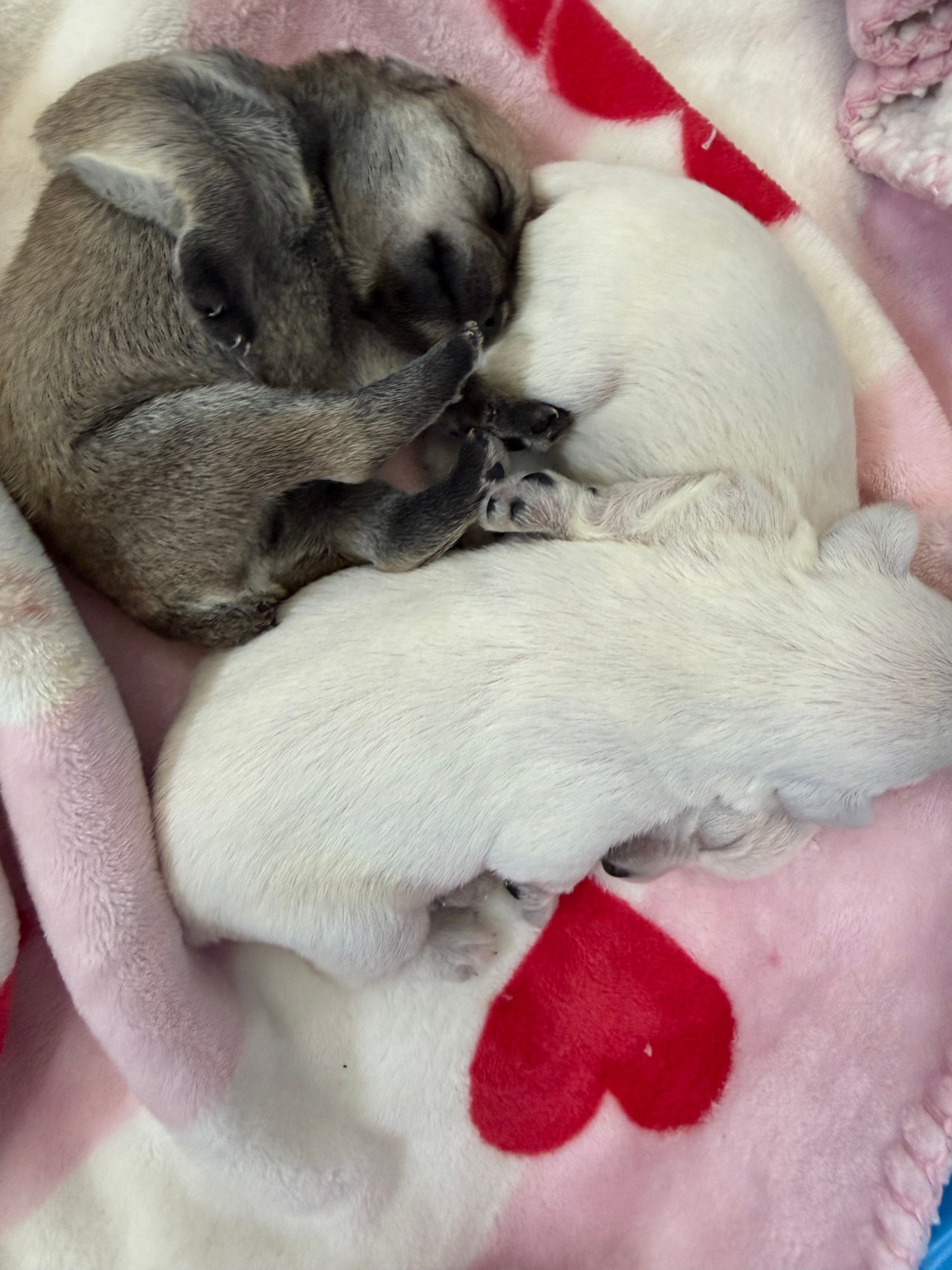 Schnauzer  – Miniature Schnauzer puppy for sale in Menifee, CA