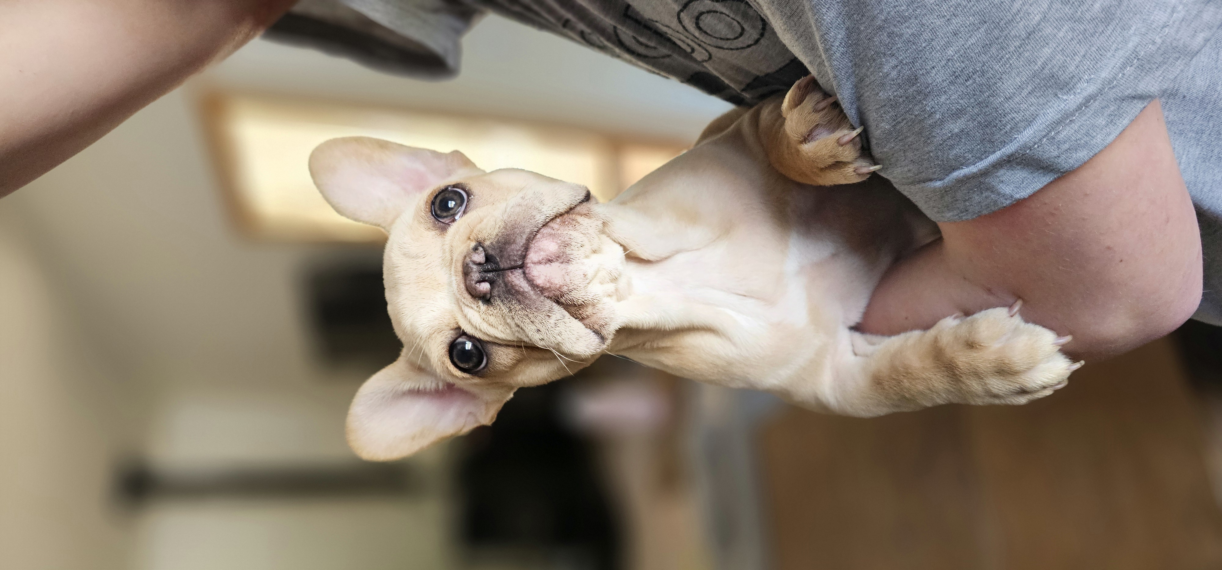 Rosie – French Bulldog puppy for sale in Hammond, LA