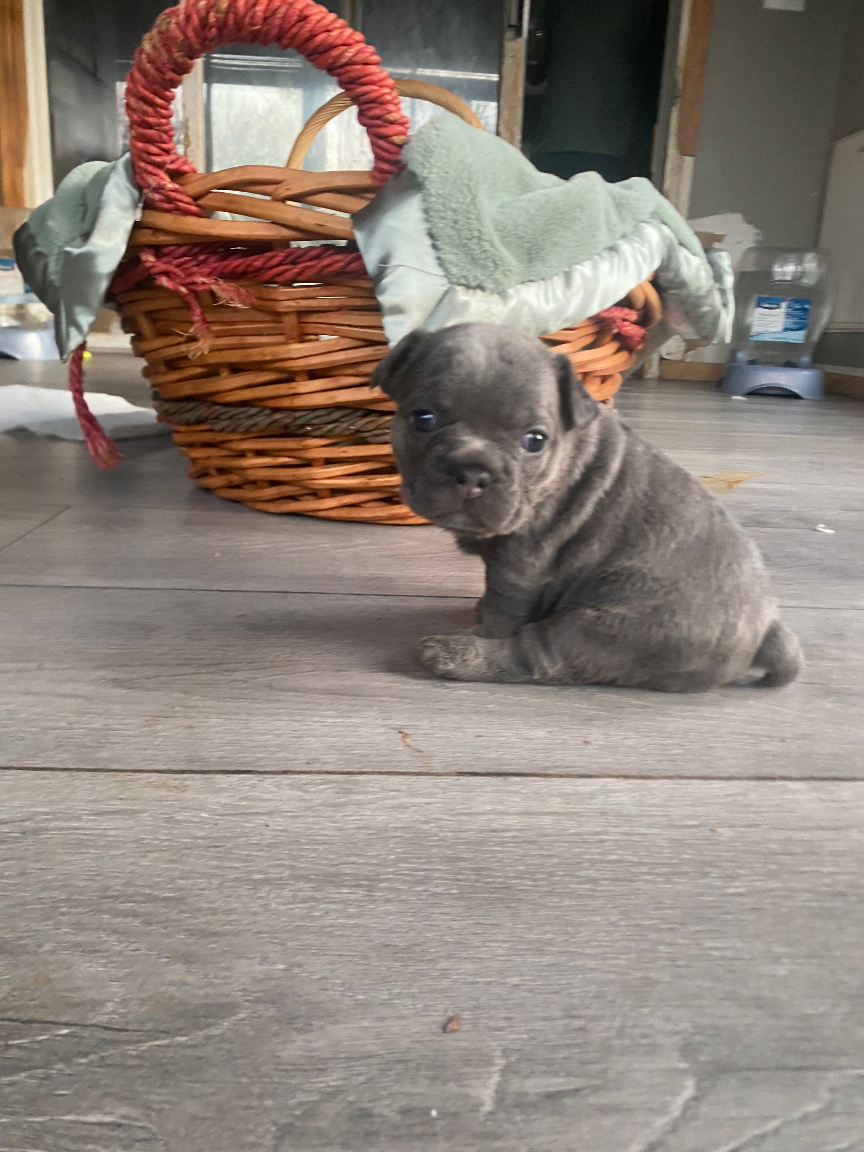 Ms Grey – French Bulldog puppy for sale in Minneapolis, MN