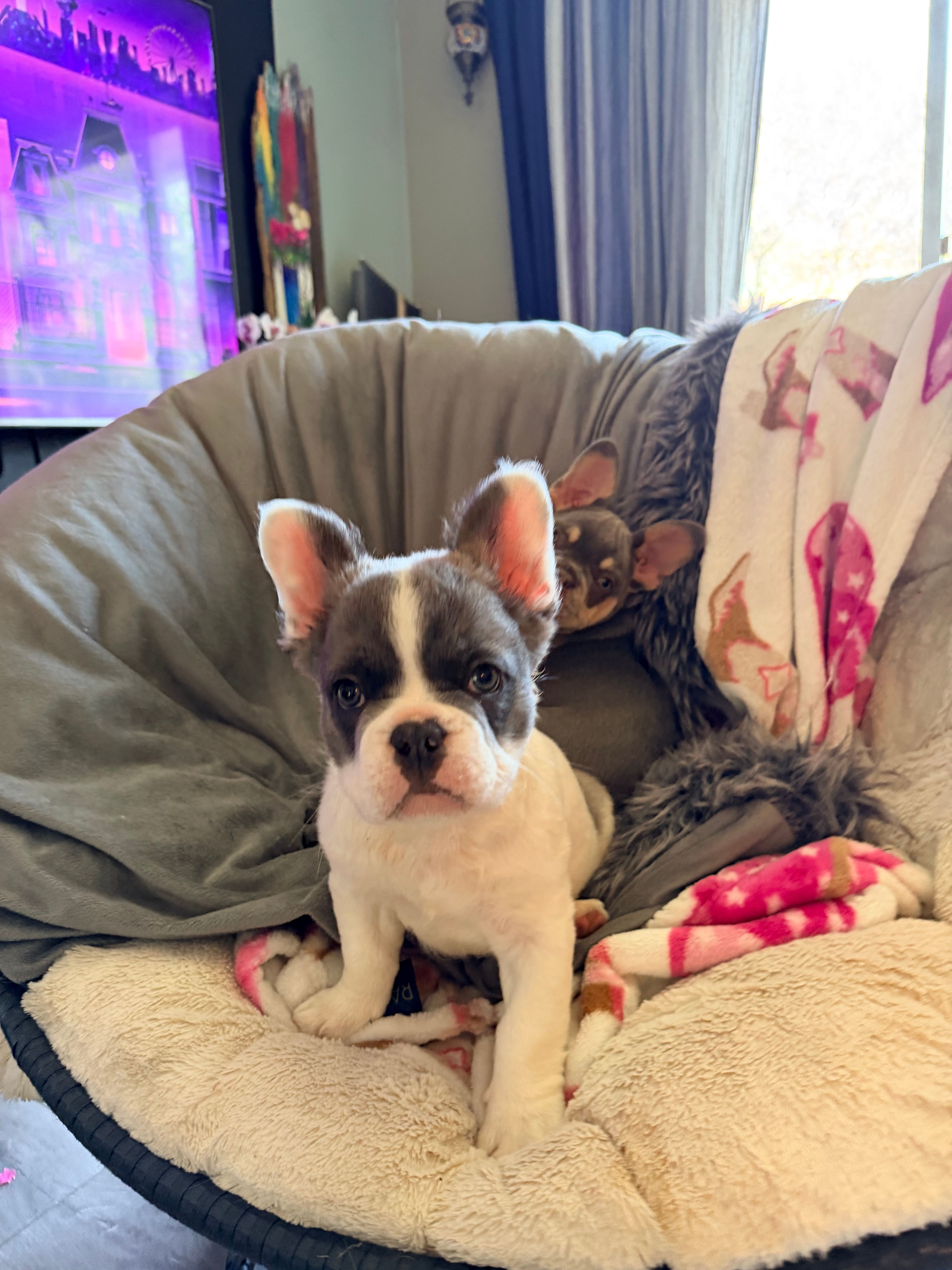 Fluuuufffy – French Bulldog puppy for sale in Minneapolis, MN