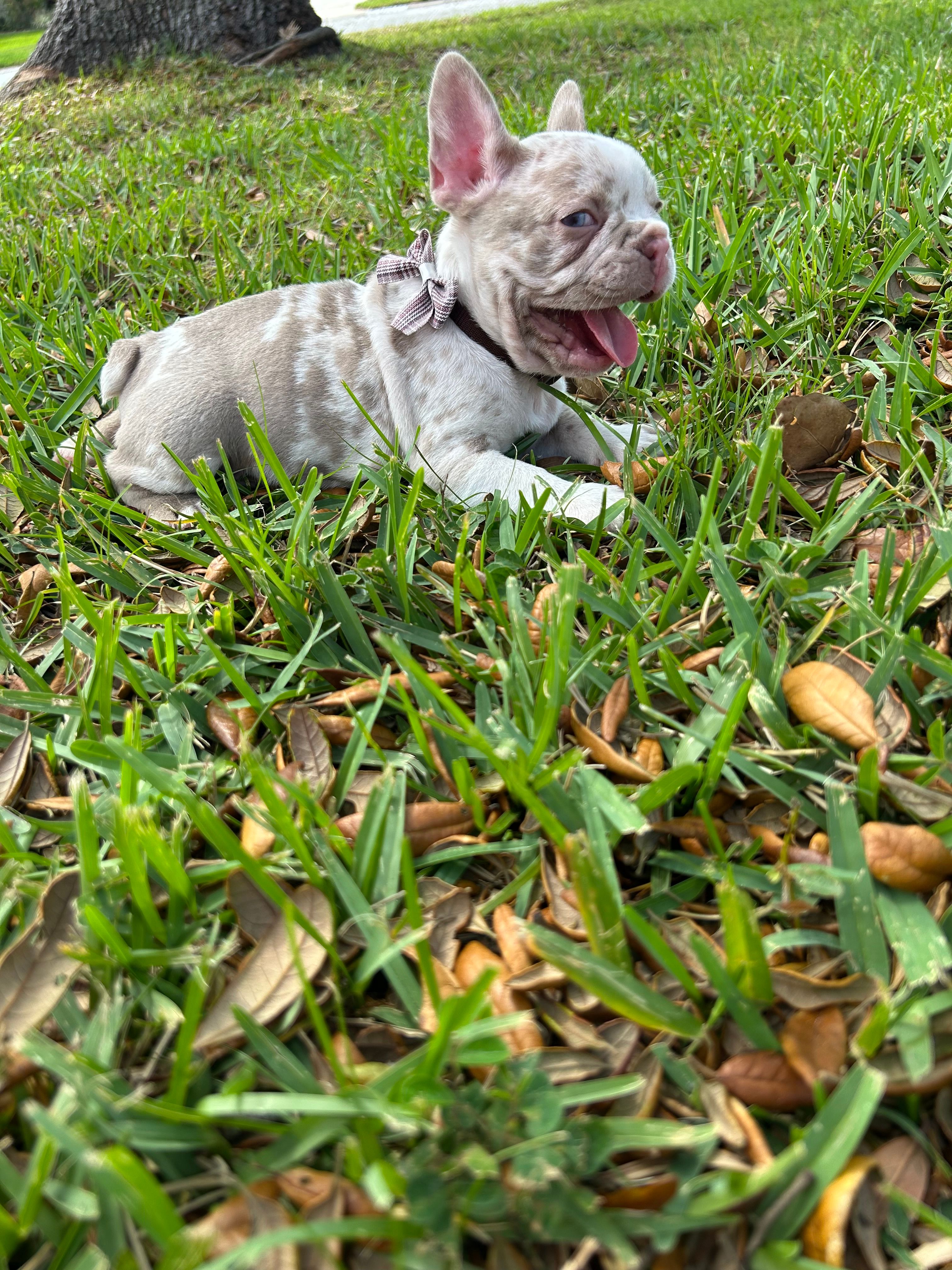 Dany – French Bulldog puppy for sale in Fort Lauderdale, FL