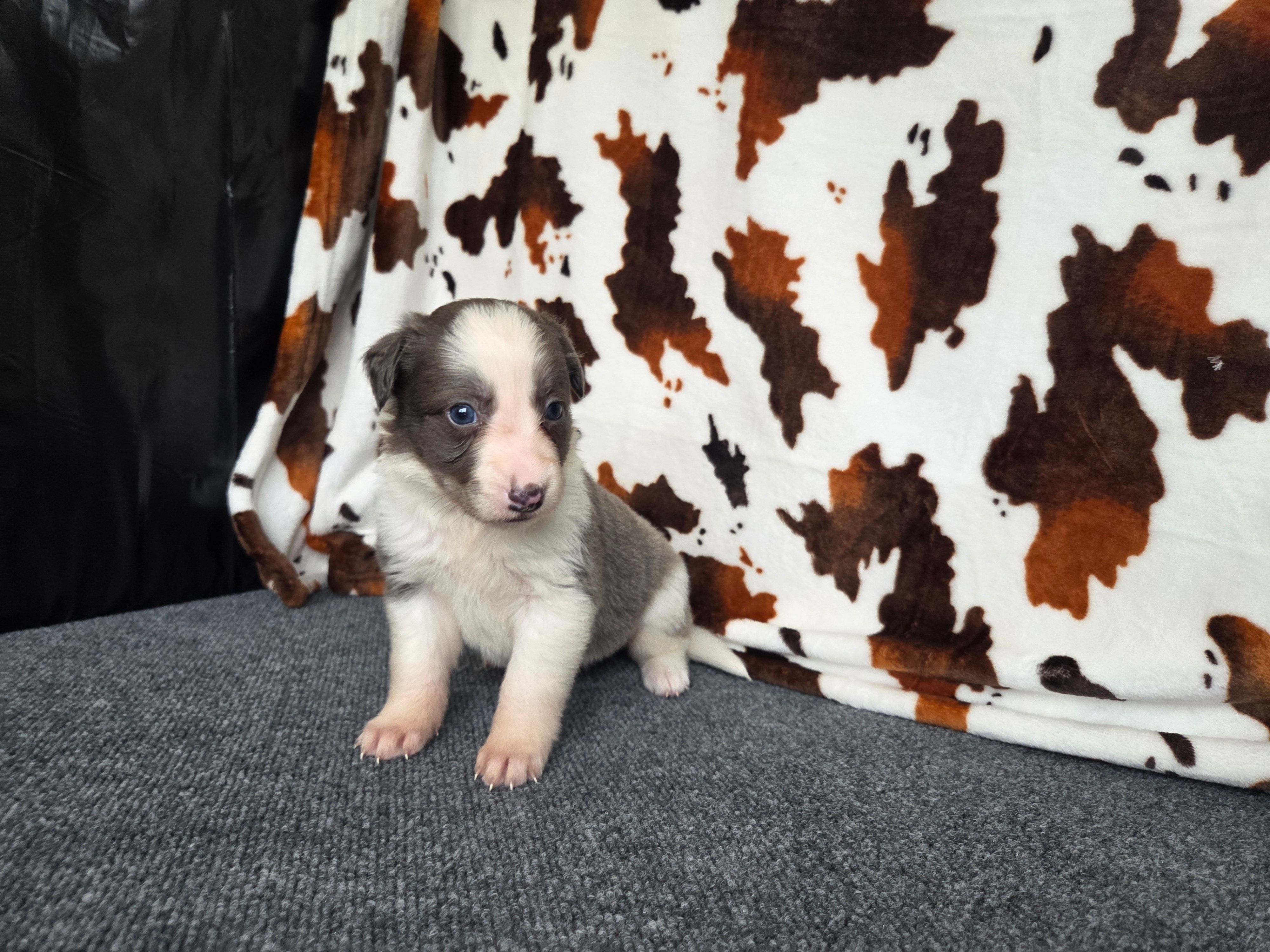 Priya – Border Collie puppy for sale in Gary, IN