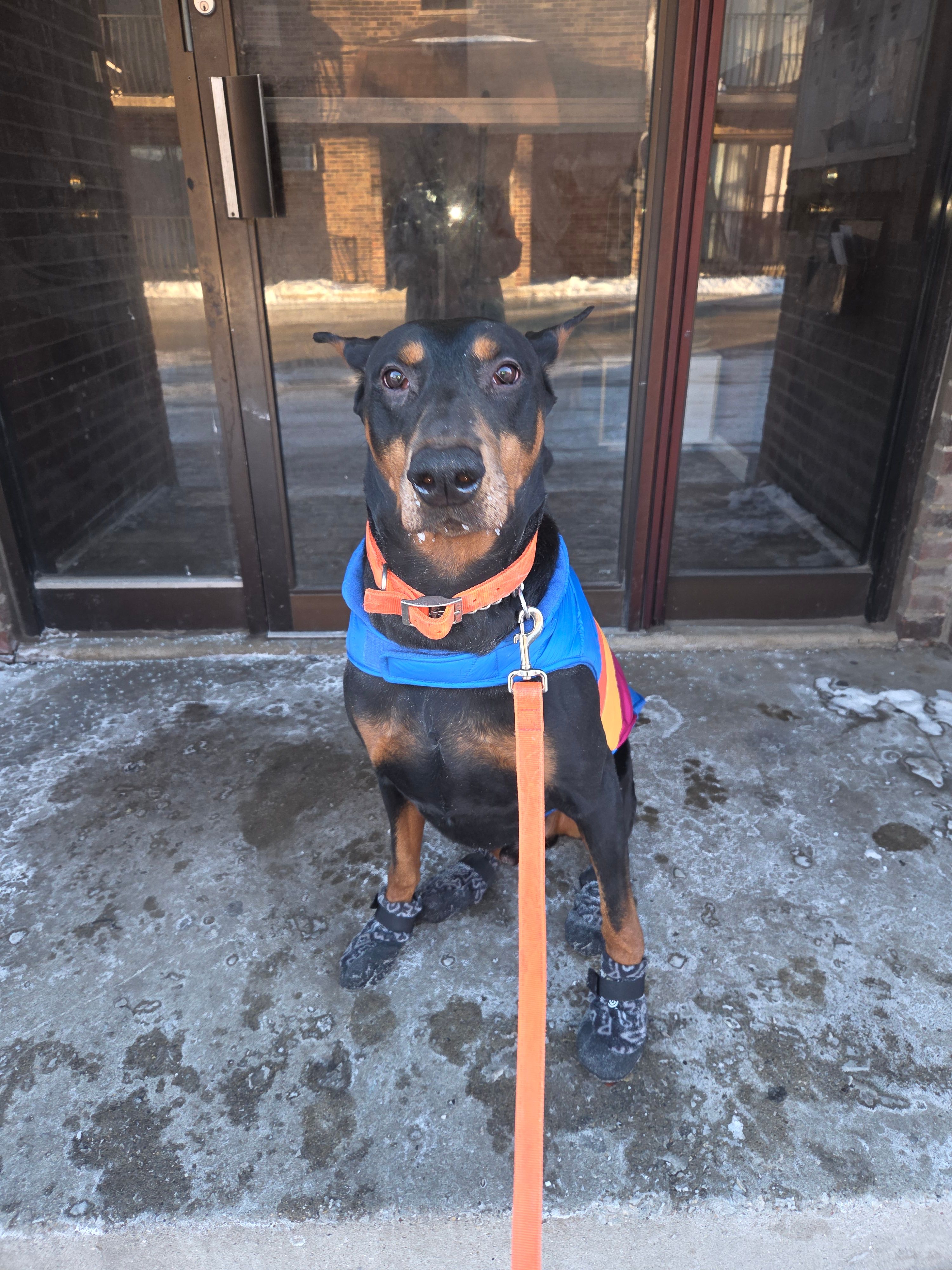 Gabriel – Doberman Pinscher puppy for sale in Chicago Ridge, IL