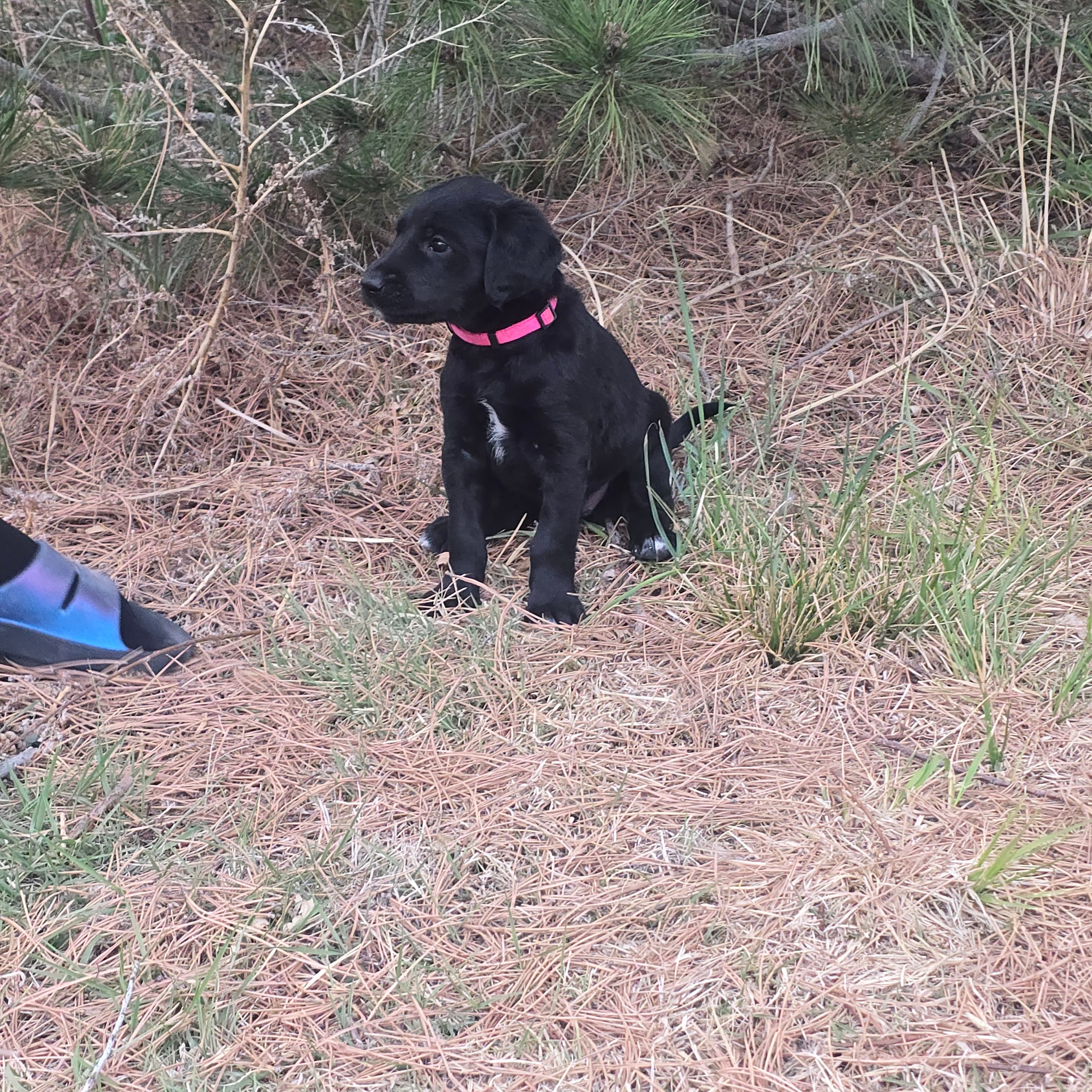 Muffin – Labradoodle puppy for sale in Sutherland, NE