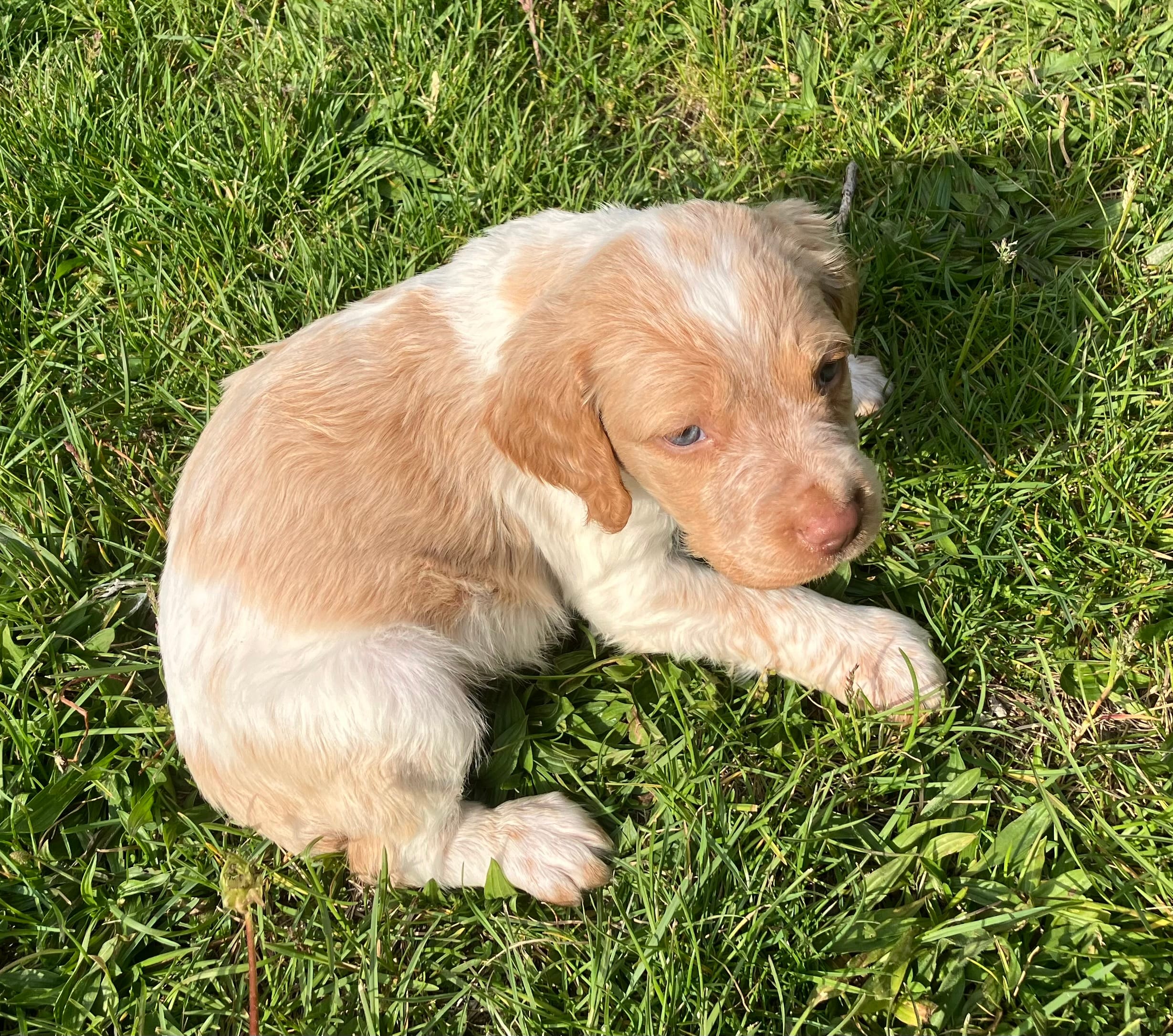 Casey’s #4 – Brittany puppy for sale in Eaton, OH