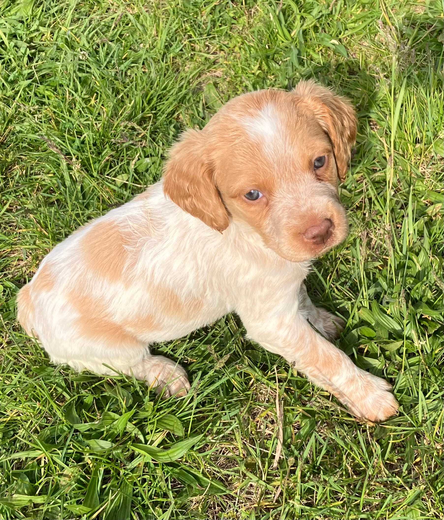 Casey’s #2 – Brittany puppy for sale in Eaton, OH