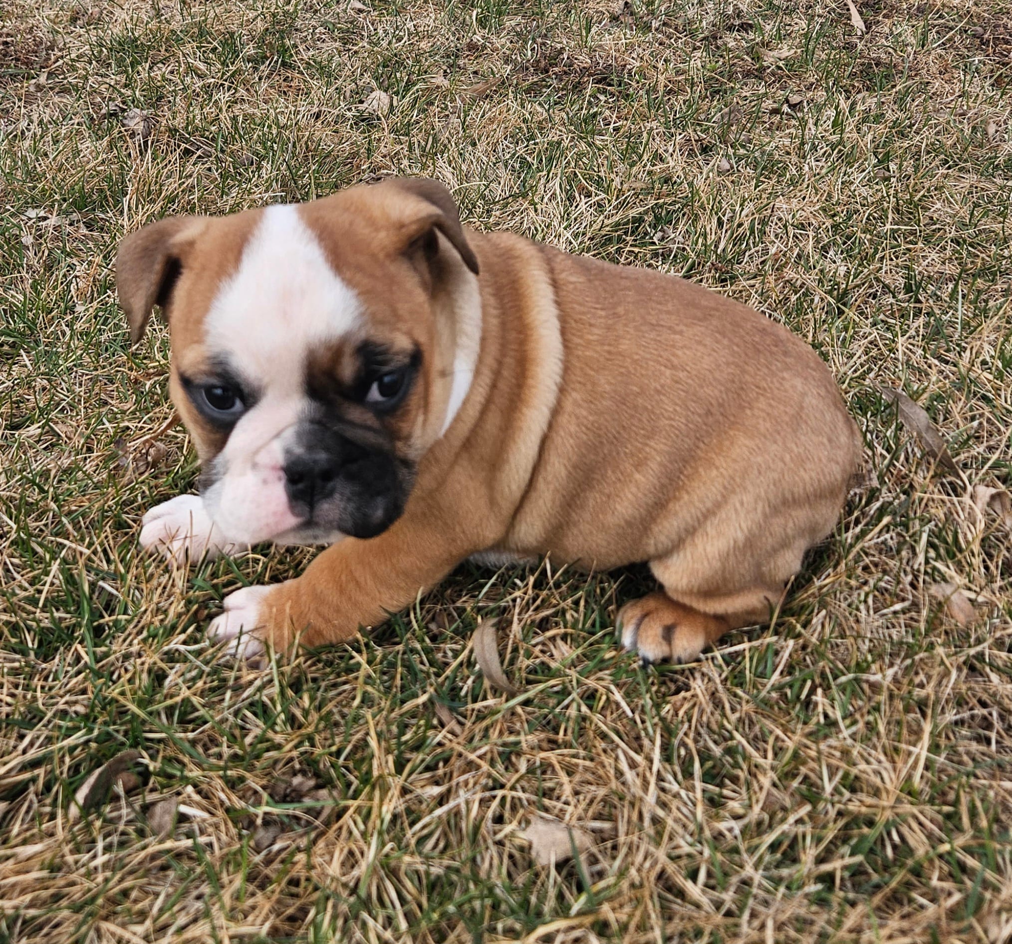 MILLIE-AKC – English Bulldog puppy for sale in Orange City, IA