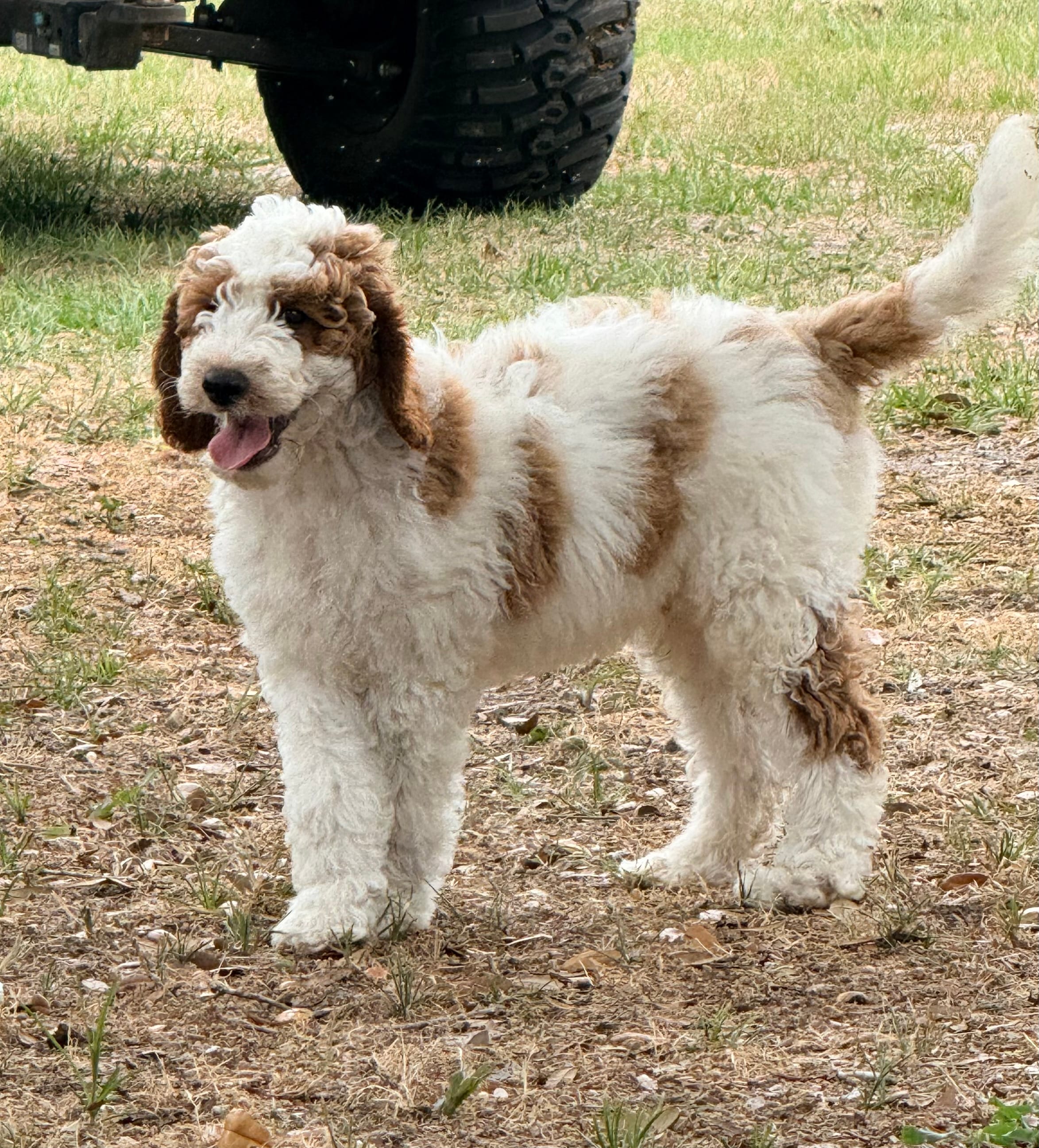 Georgie – Goldendoodle puppy for sale in Chiefland, FL