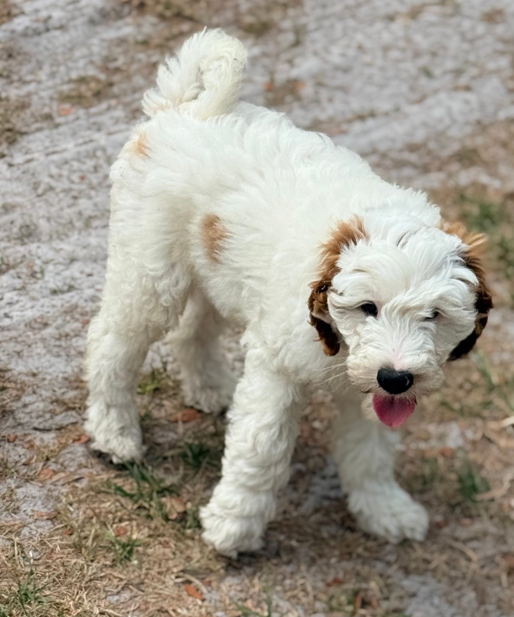 Gizmo – Goldendoodle puppy for sale in Chiefland, FL