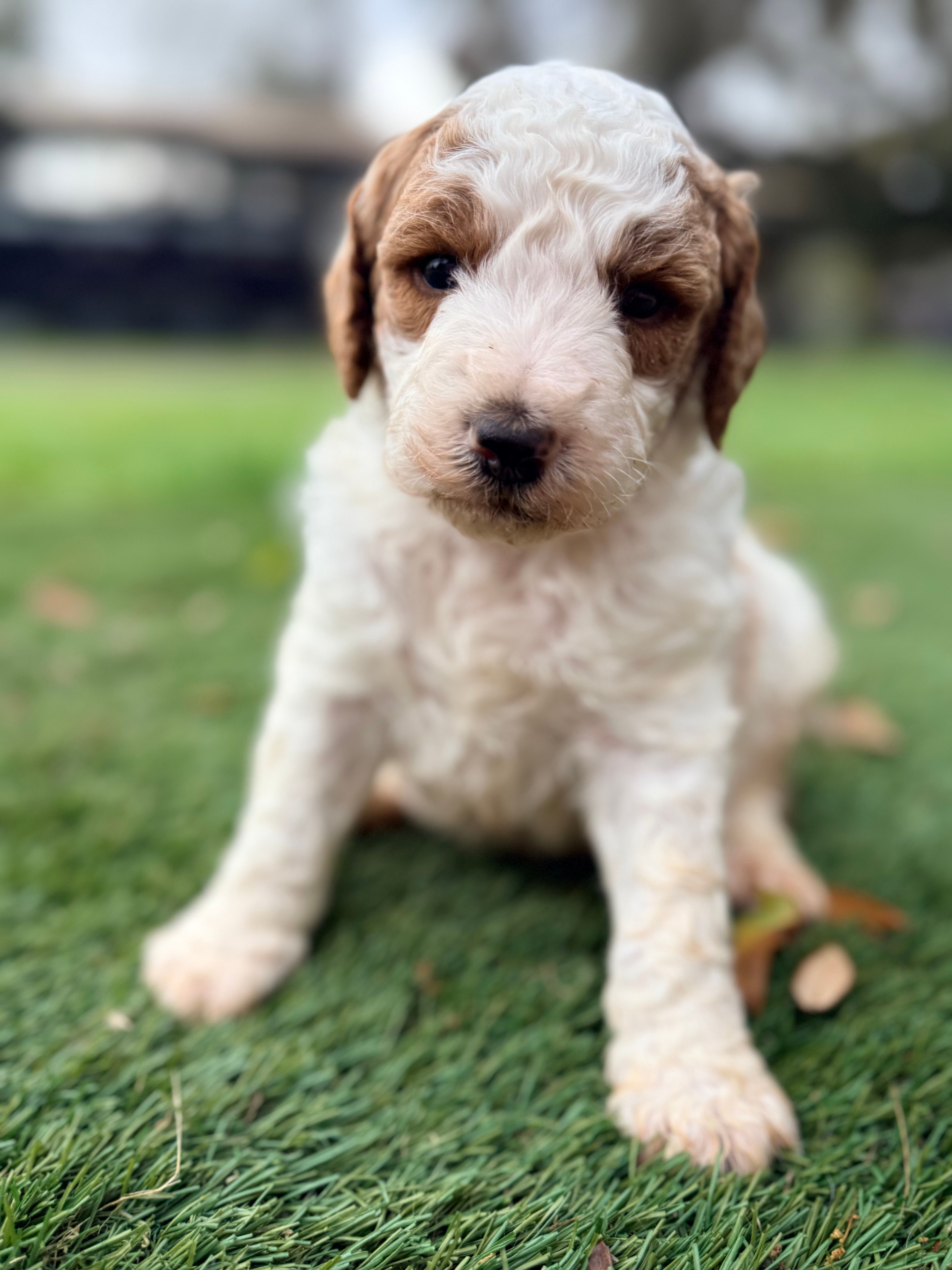 Gary – Goldendoodle puppy for sale in Chiefland, FL
