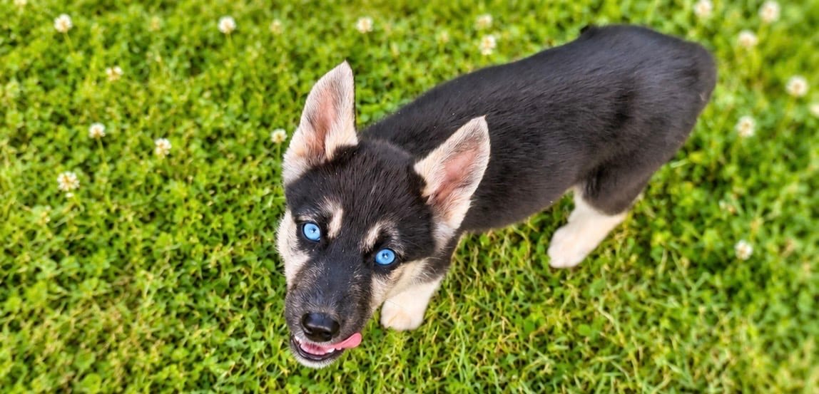 Icey, a female Belgian Malinois and Siberian Husky for sale in High Point, NC – 3 of 3