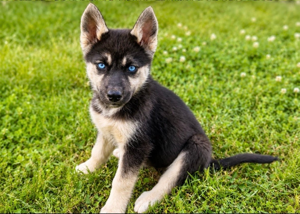 Icey – Belgian Malinois, Siberian Husky puppy for sale in High Point, NC