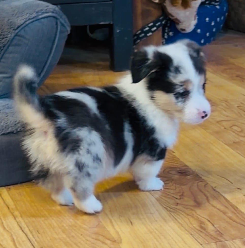 Rascal “Twinkie” – Border Collie, Pembroke Welsh Corgi puppy for sale in Paxton, IL