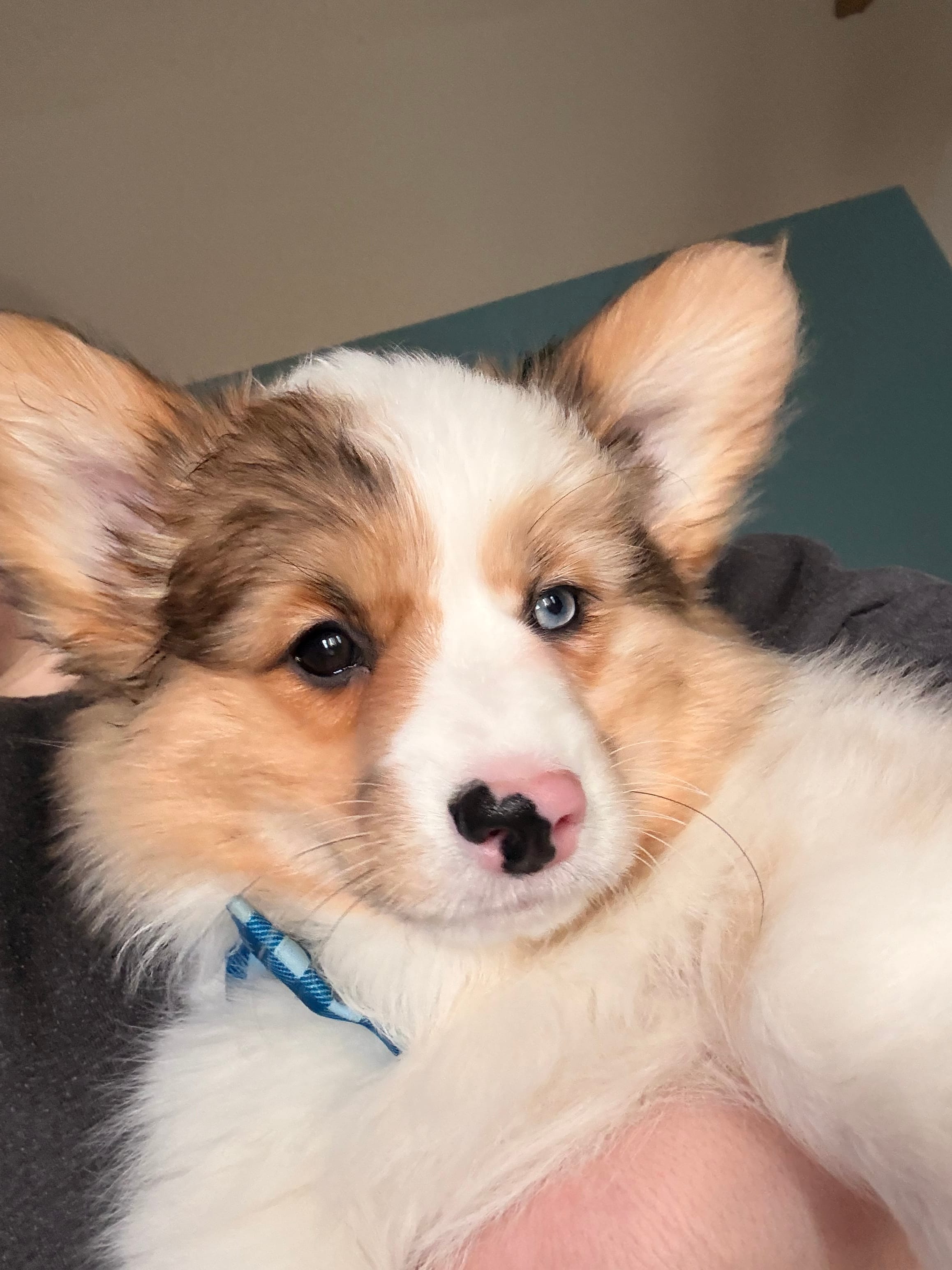 Beau – Cardigan Welsh Corgi puppy for sale in Fort Wayne, IN
