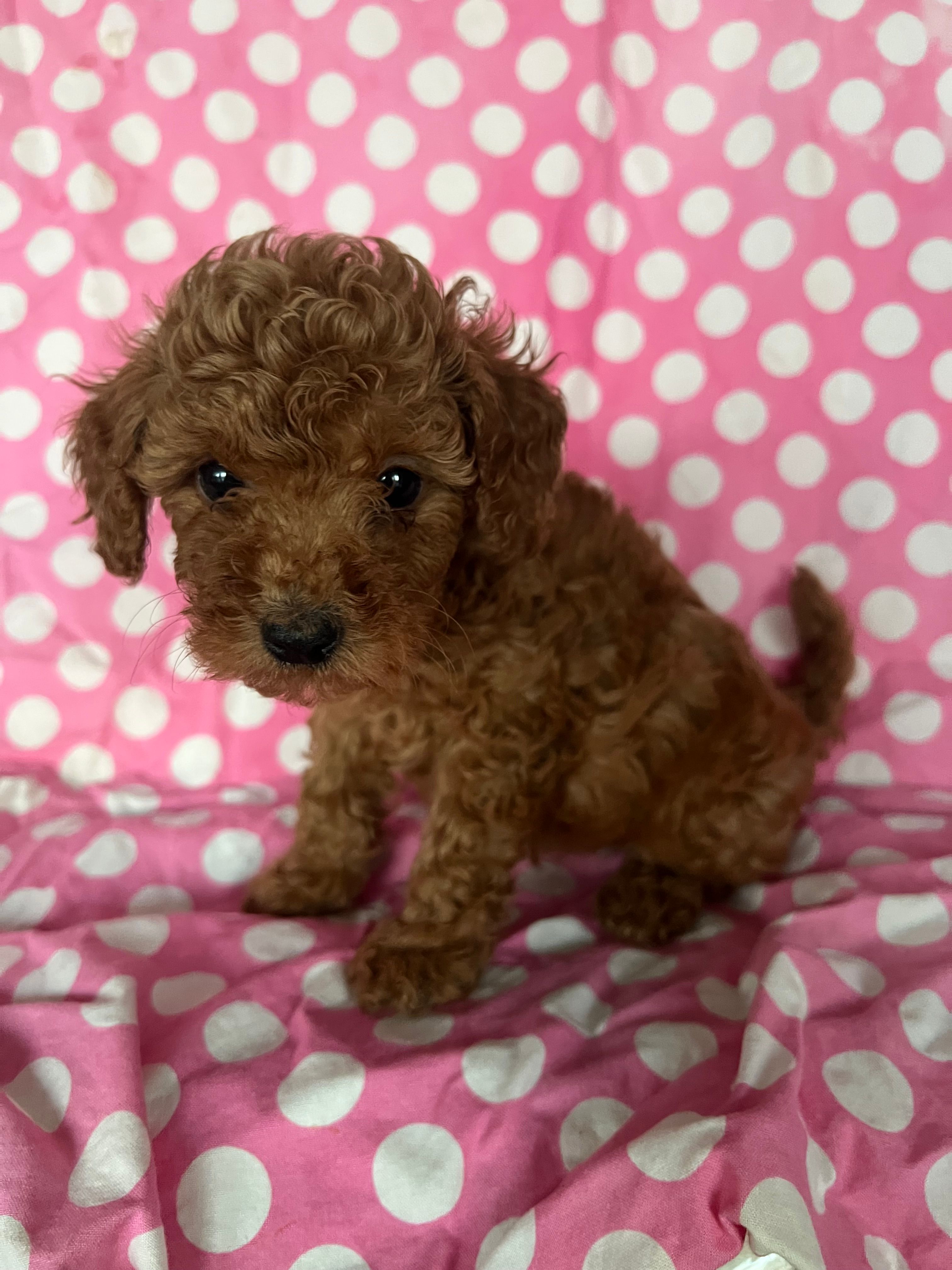 Chad  – Maltipoo puppy for sale in Los Angeles, CA