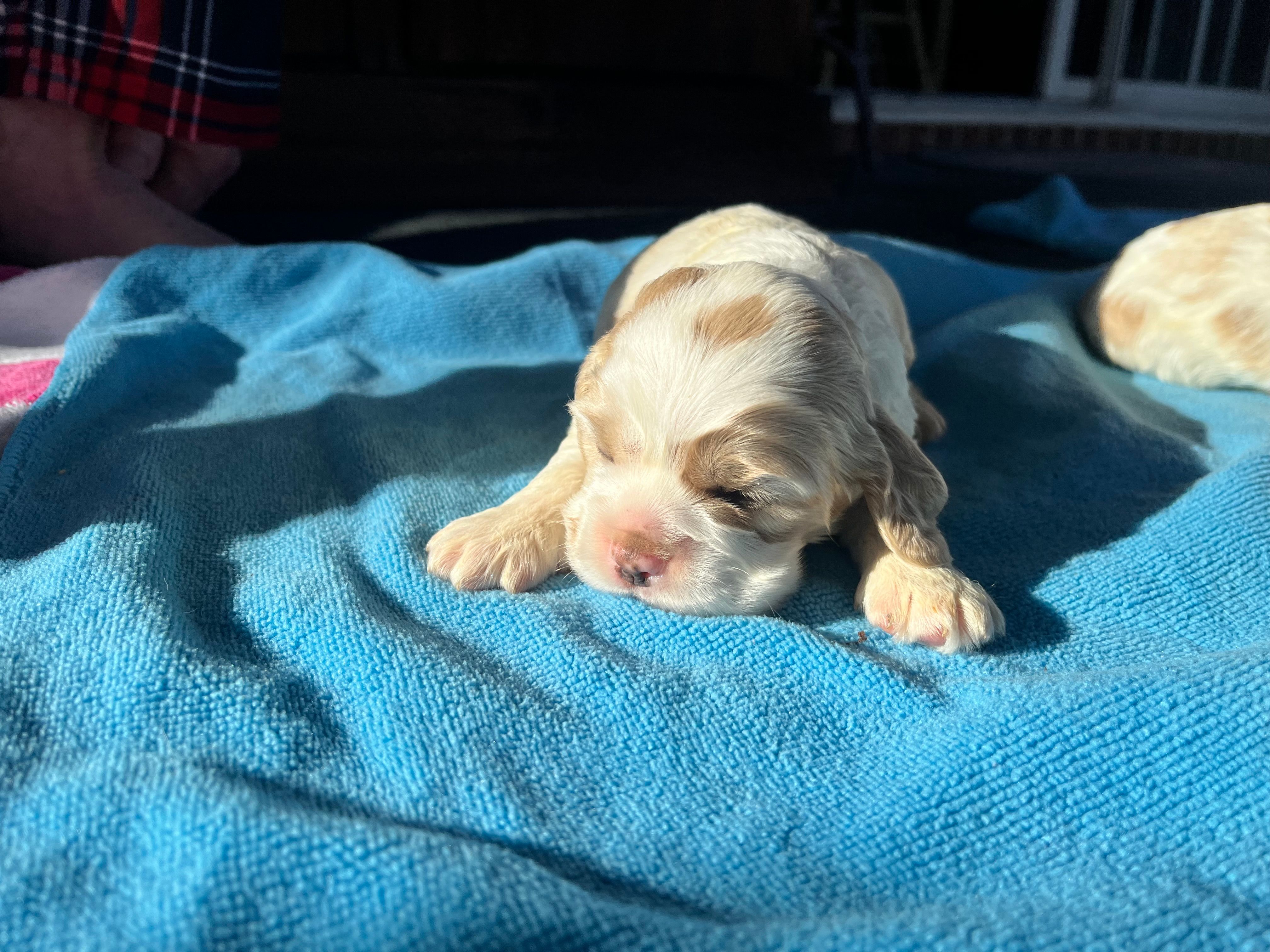 Baby Boy 1  – Cocker Spaniel puppy for sale in Trinity, NC