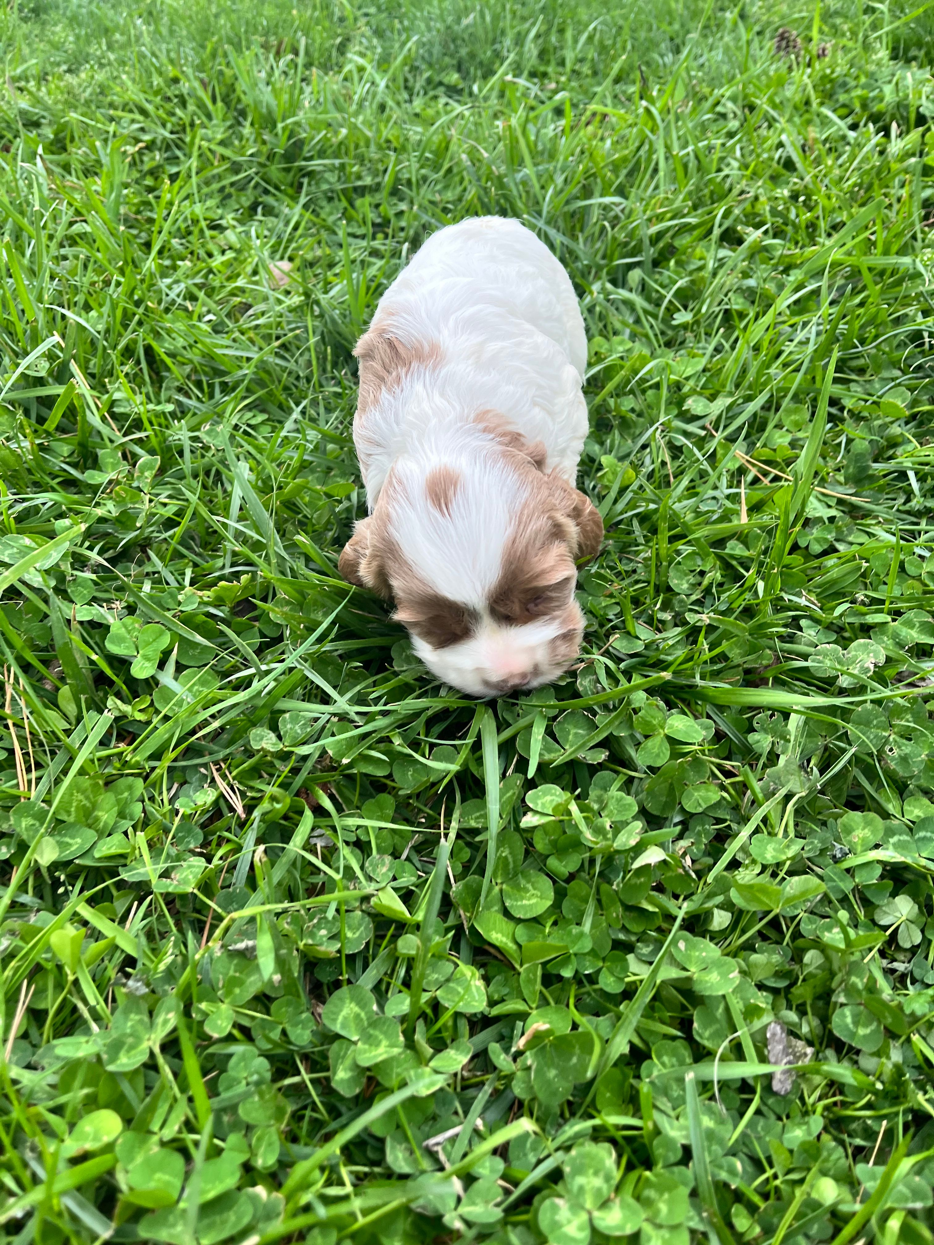 JJ – Cocker Spaniel puppy for sale in Trinity, NC
