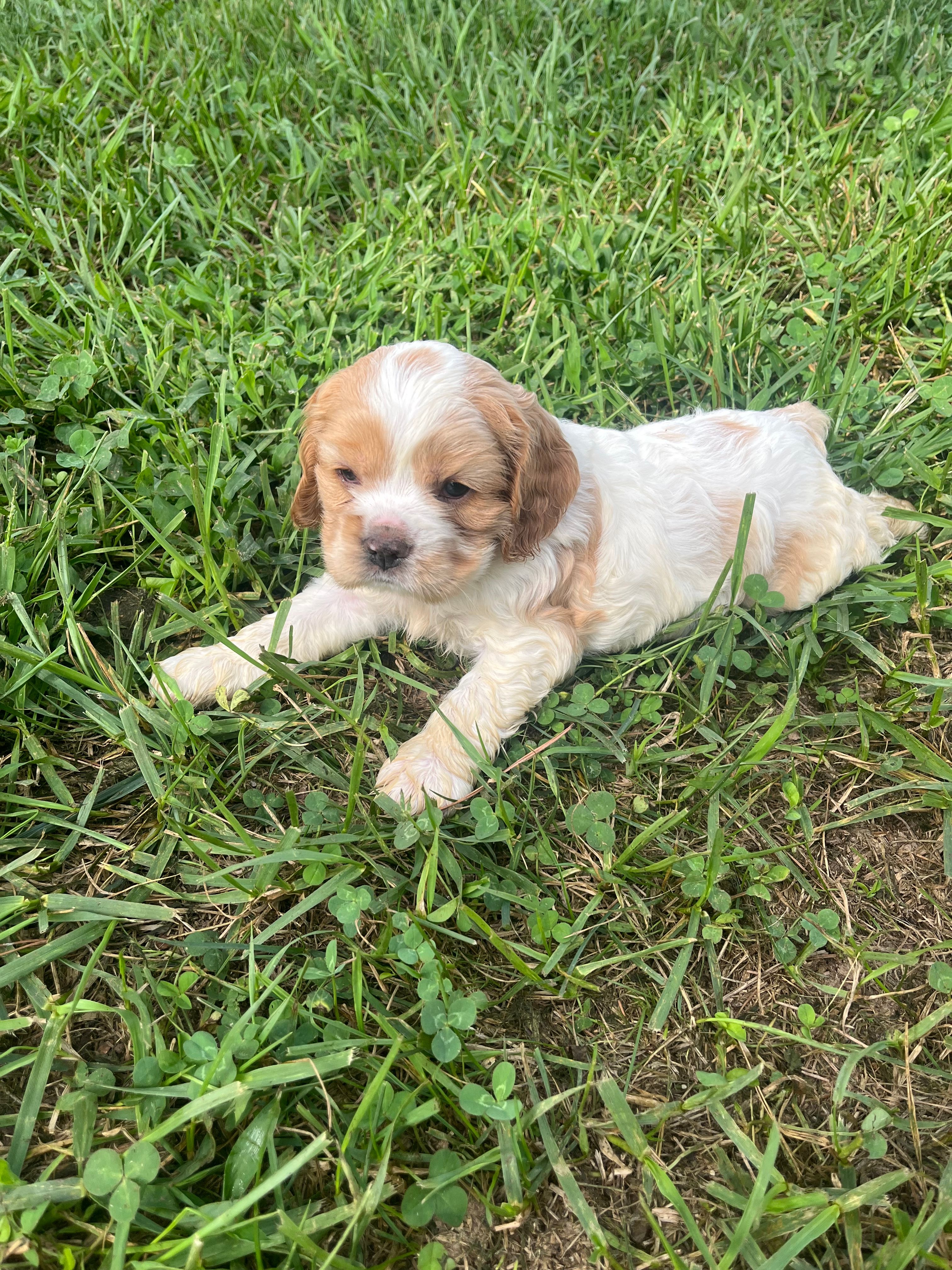 Baby Boy  – Cocker Spaniel puppy for sale in Trinity, NC