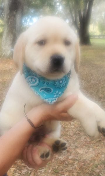 BEAR – Labrador Retriever puppy for sale in Old Town, FL
