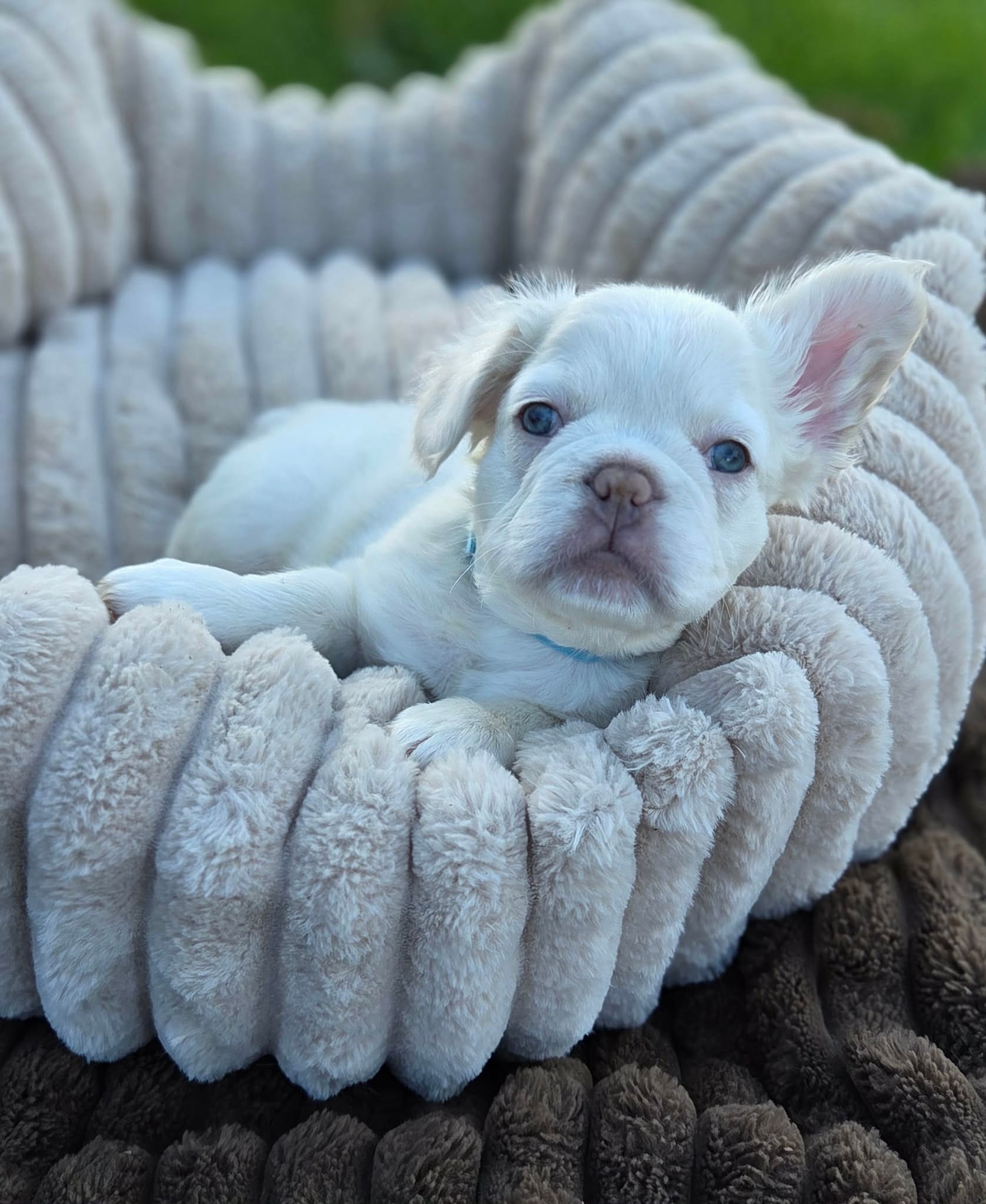 Flop – French Bulldog puppy for sale in Palmdale, CA