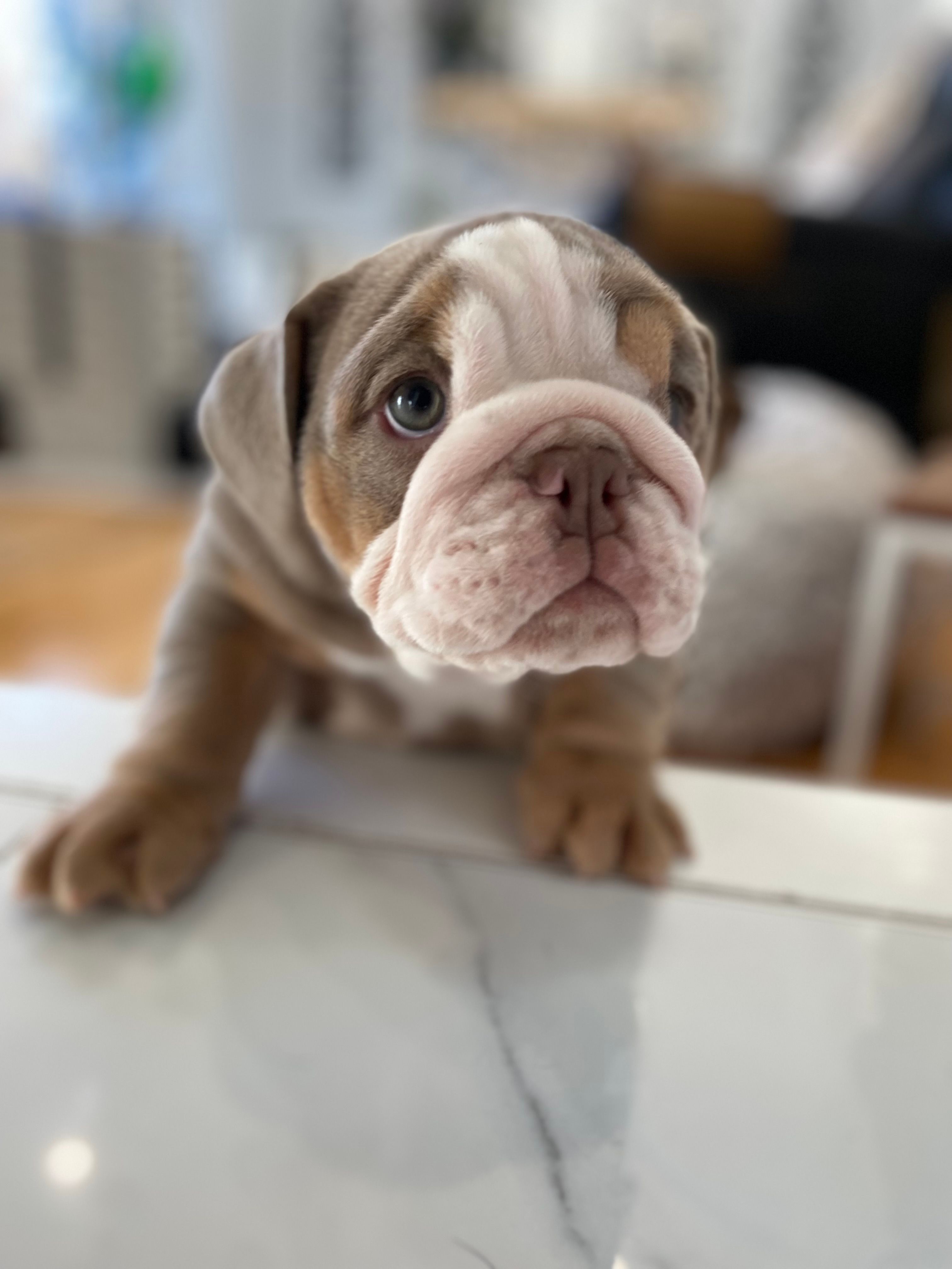 Aurora – English Bulldog puppy for sale in Spencerport, NY