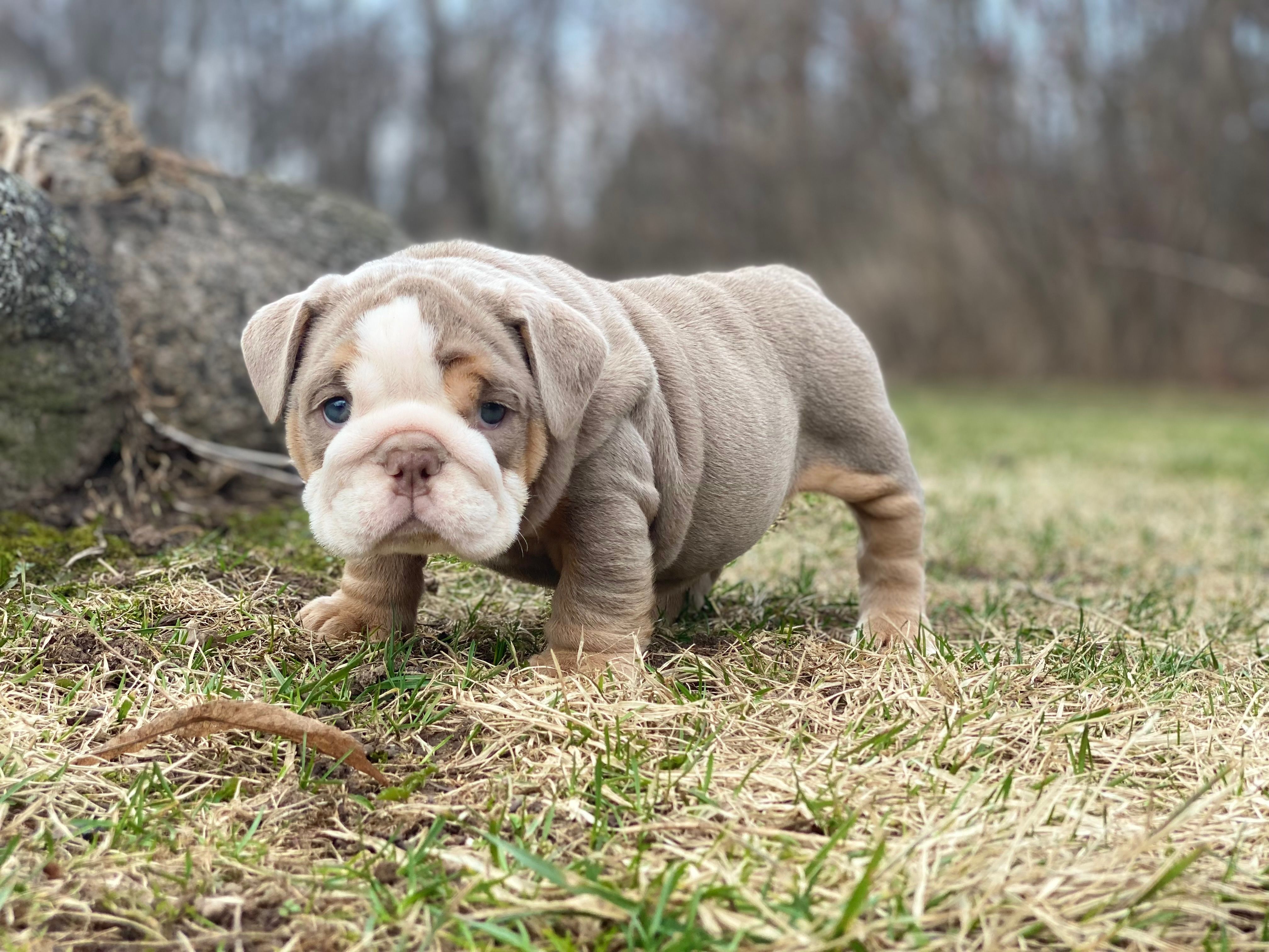 Aurora – English Bulldog puppy for sale in Spencerport, NY