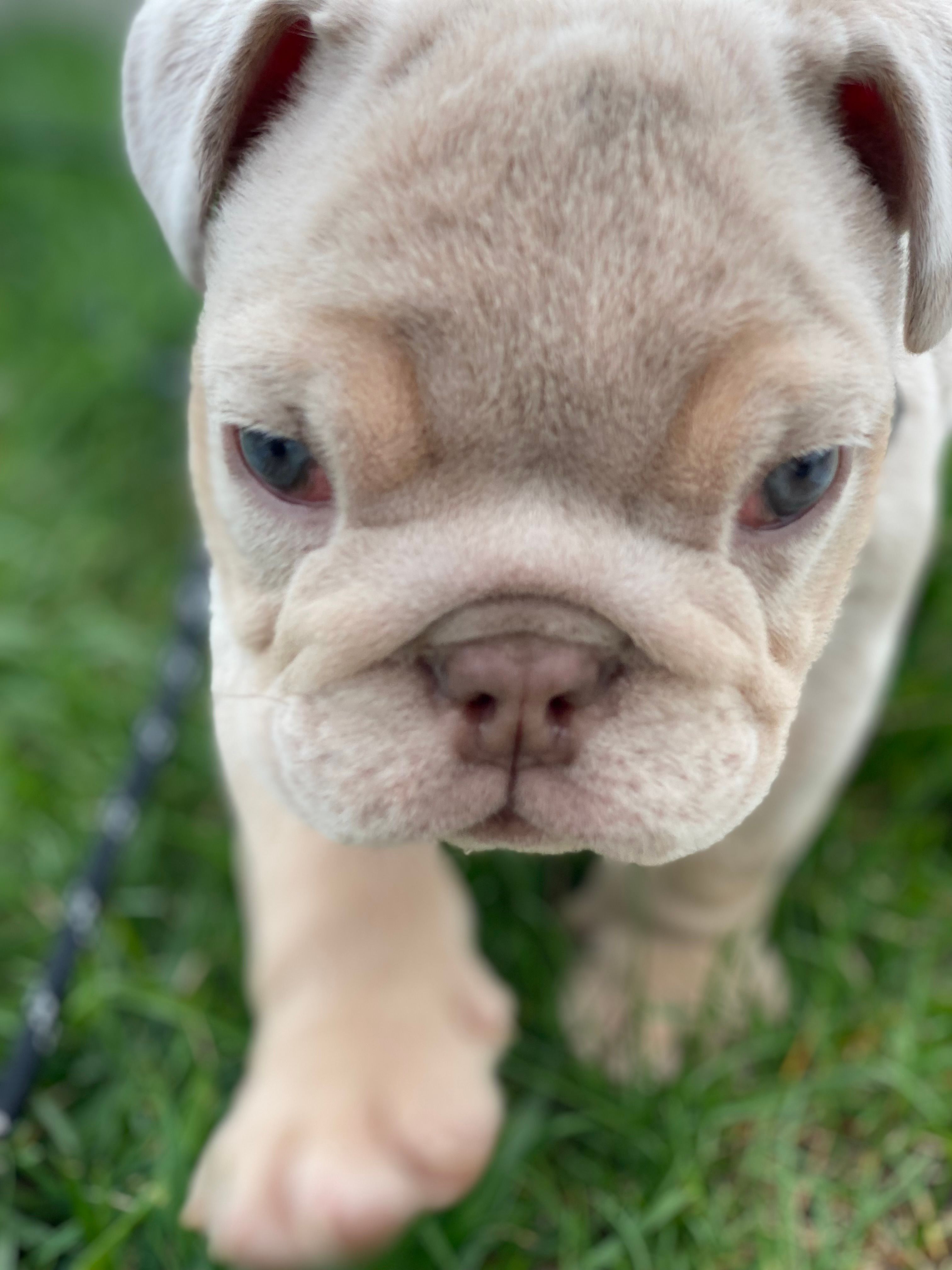 Elio - Cleft Palate – English Bulldog puppy for sale in Spencerport, NY