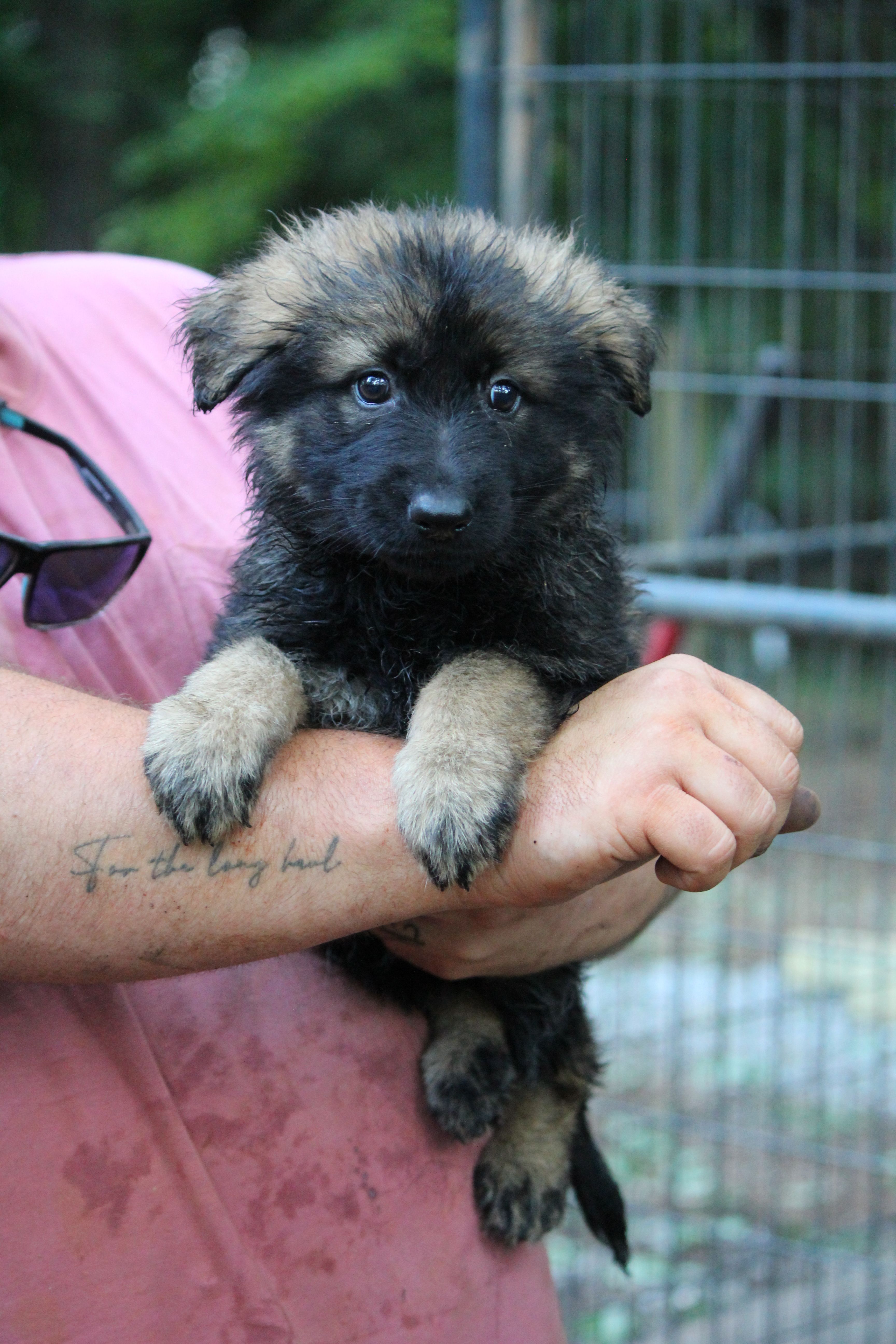Dark sable female longcoat  – German Shepherd Dog puppy for sale in Thomaston, GA