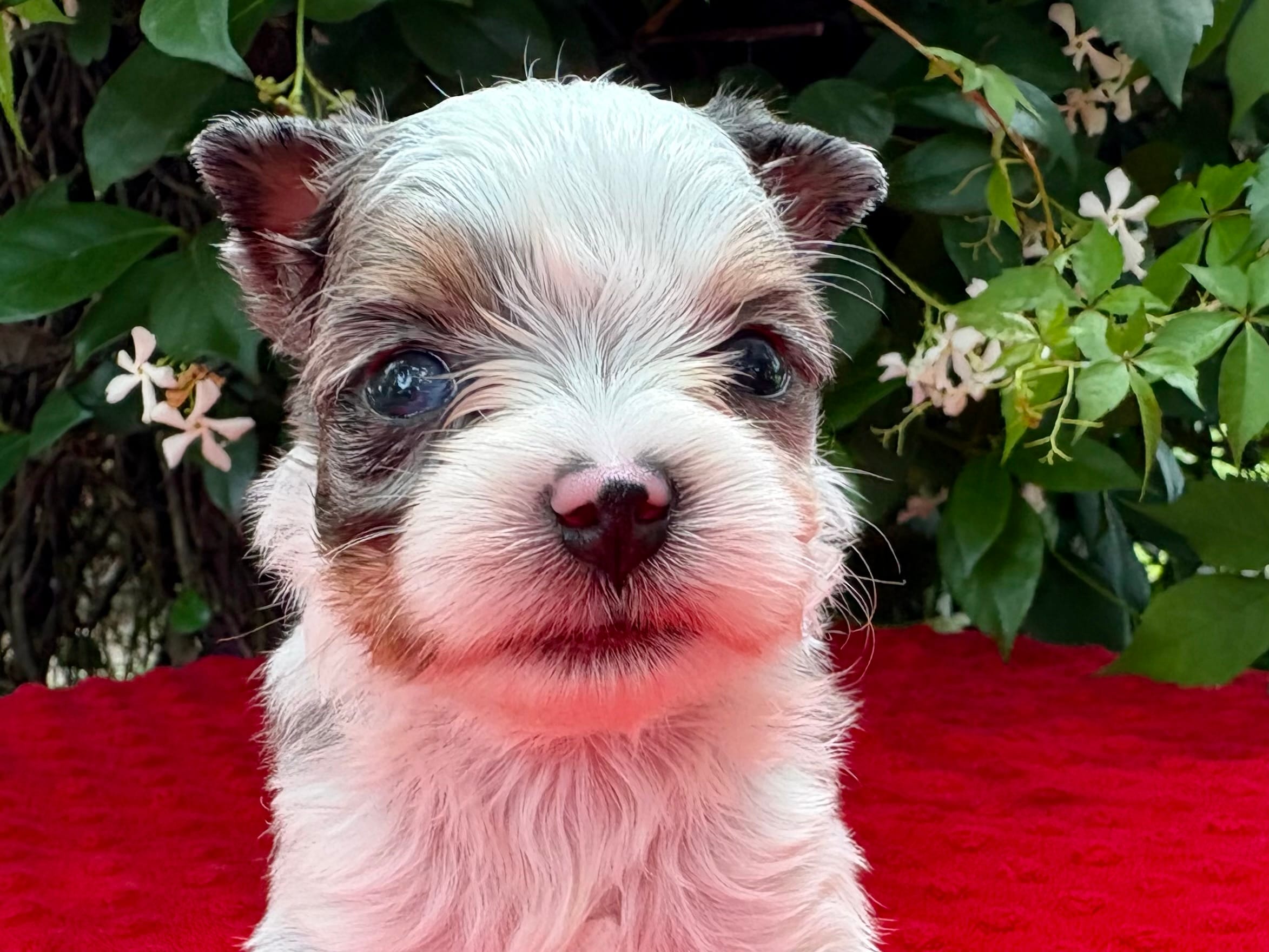 Jesse  – Yorkshire Terrier puppy for sale in Palm Coast, FL