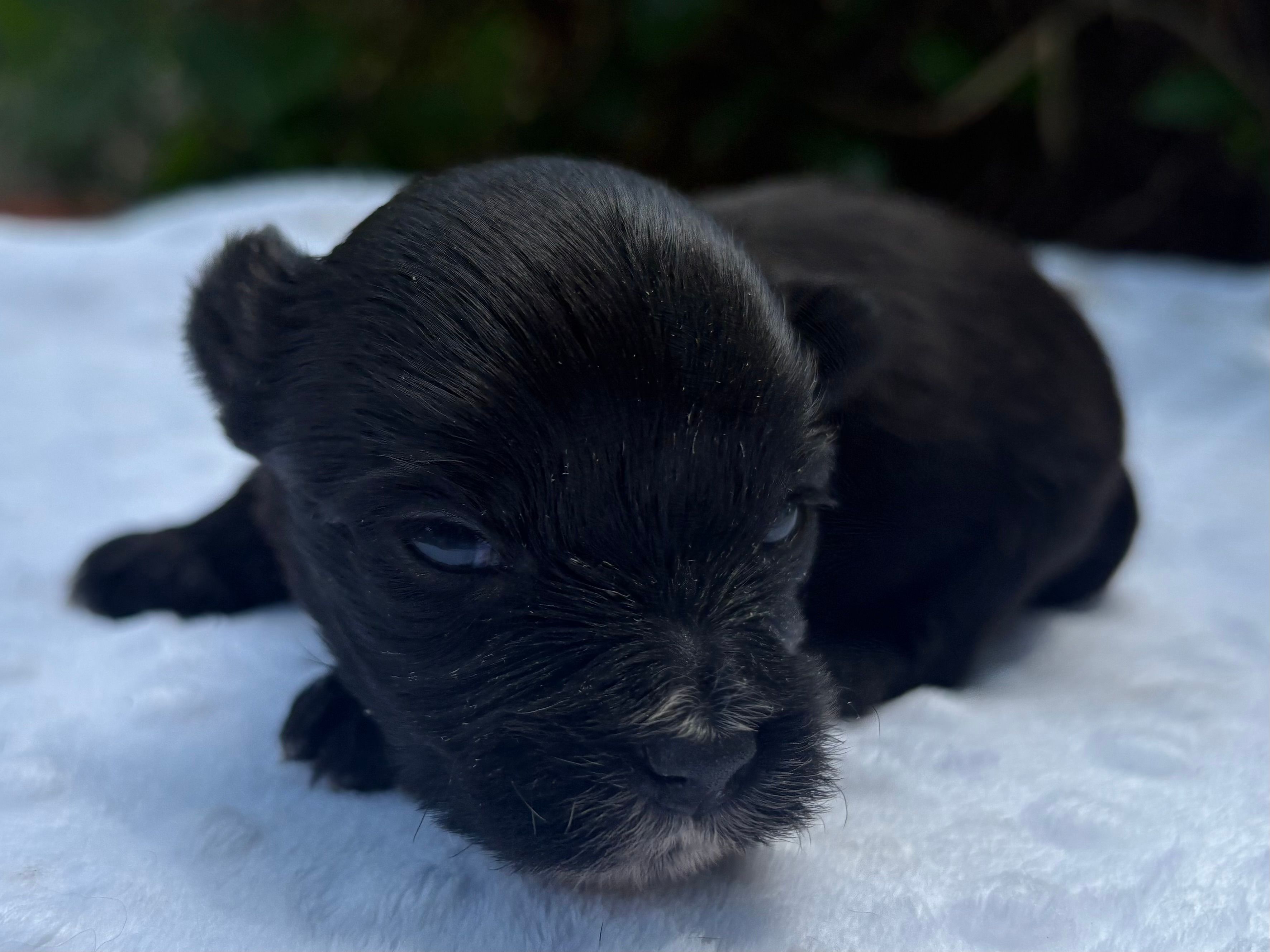 Ozzy – Yorkshire Terrier puppy for sale in Palm Coast, FL
