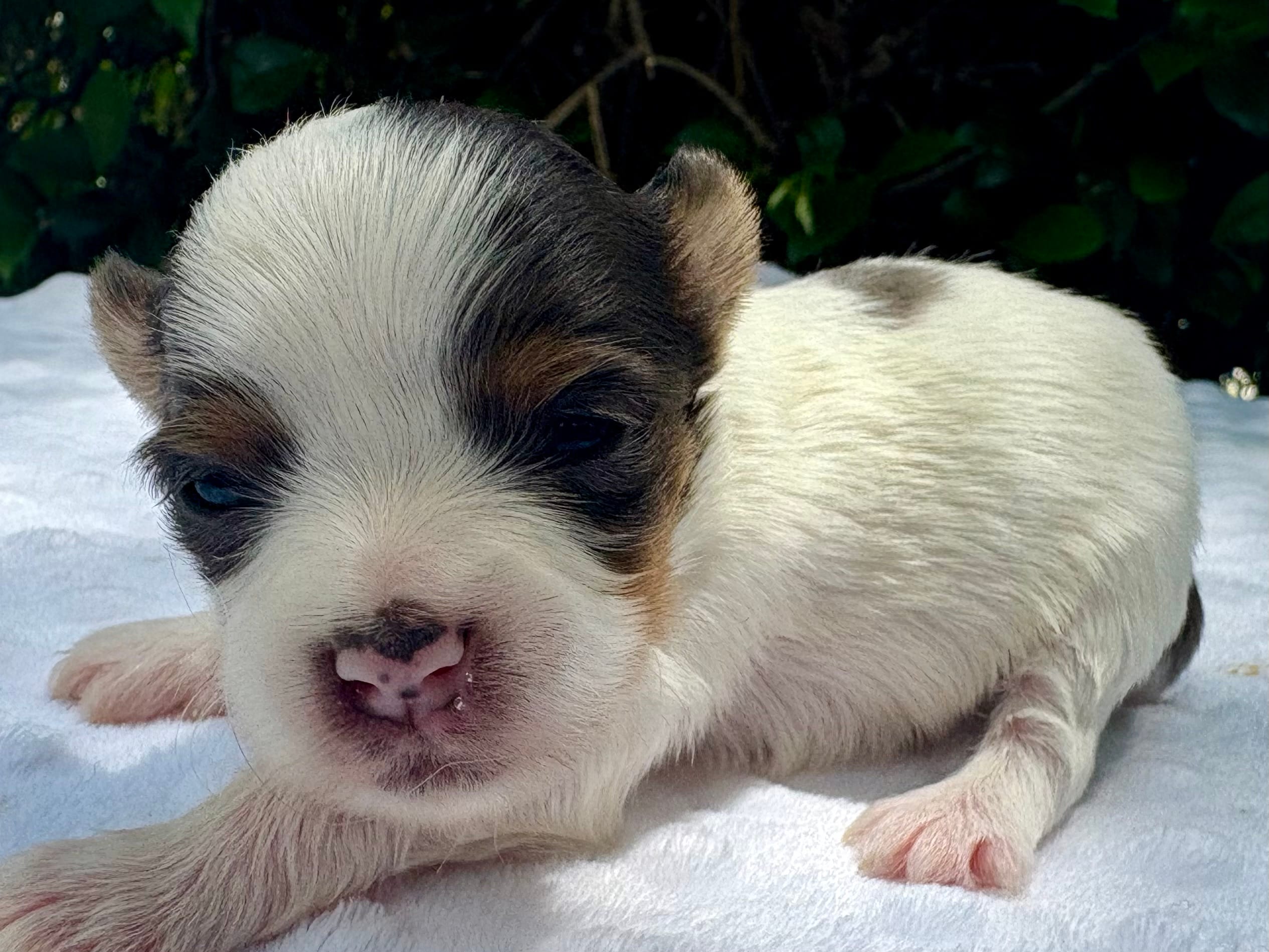 Kelly  – Yorkshire Terrier puppy for sale in Palm Coast, FL