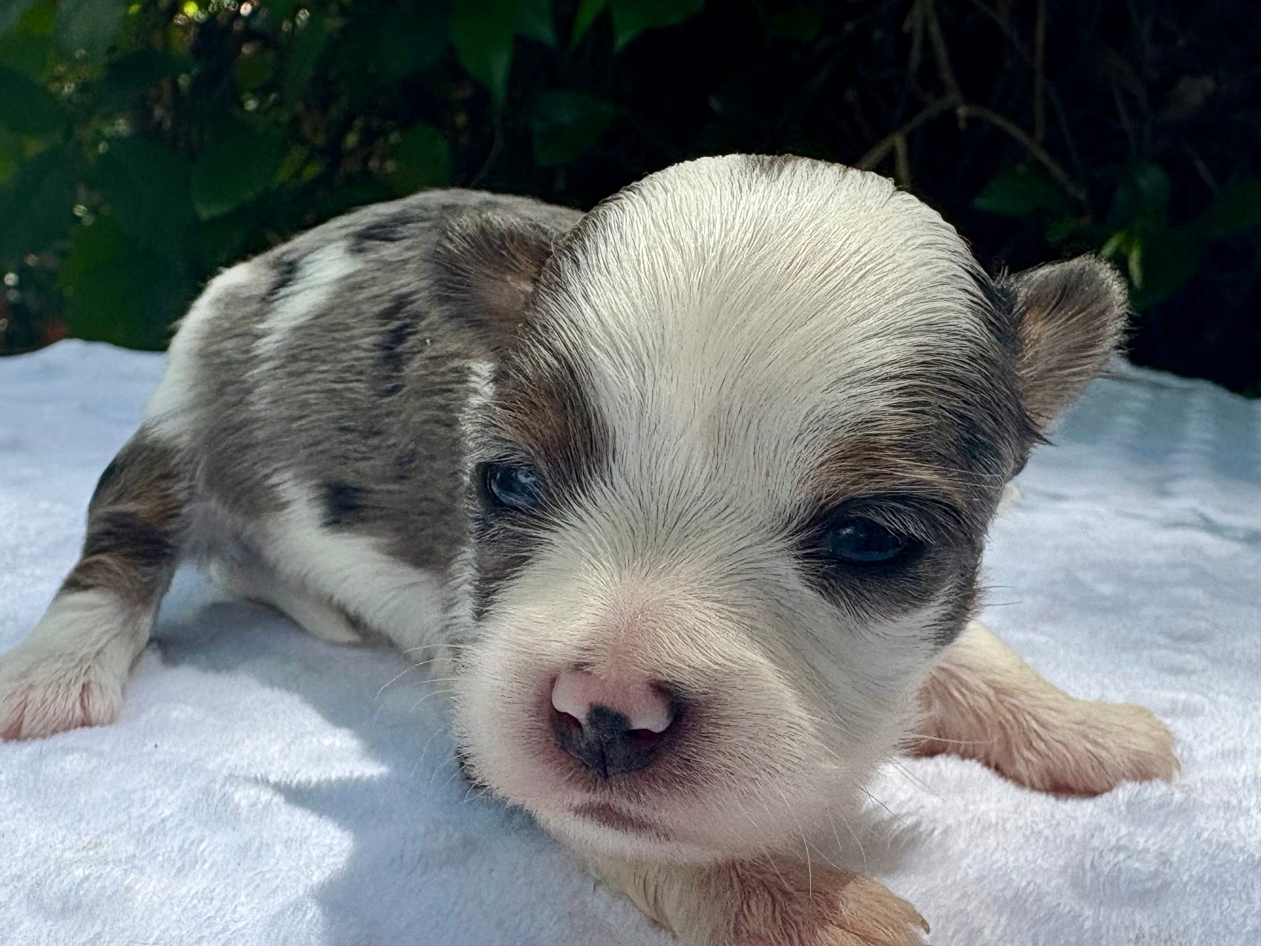 Jesse  – Yorkshire Terrier puppy for sale in Palm Coast, FL