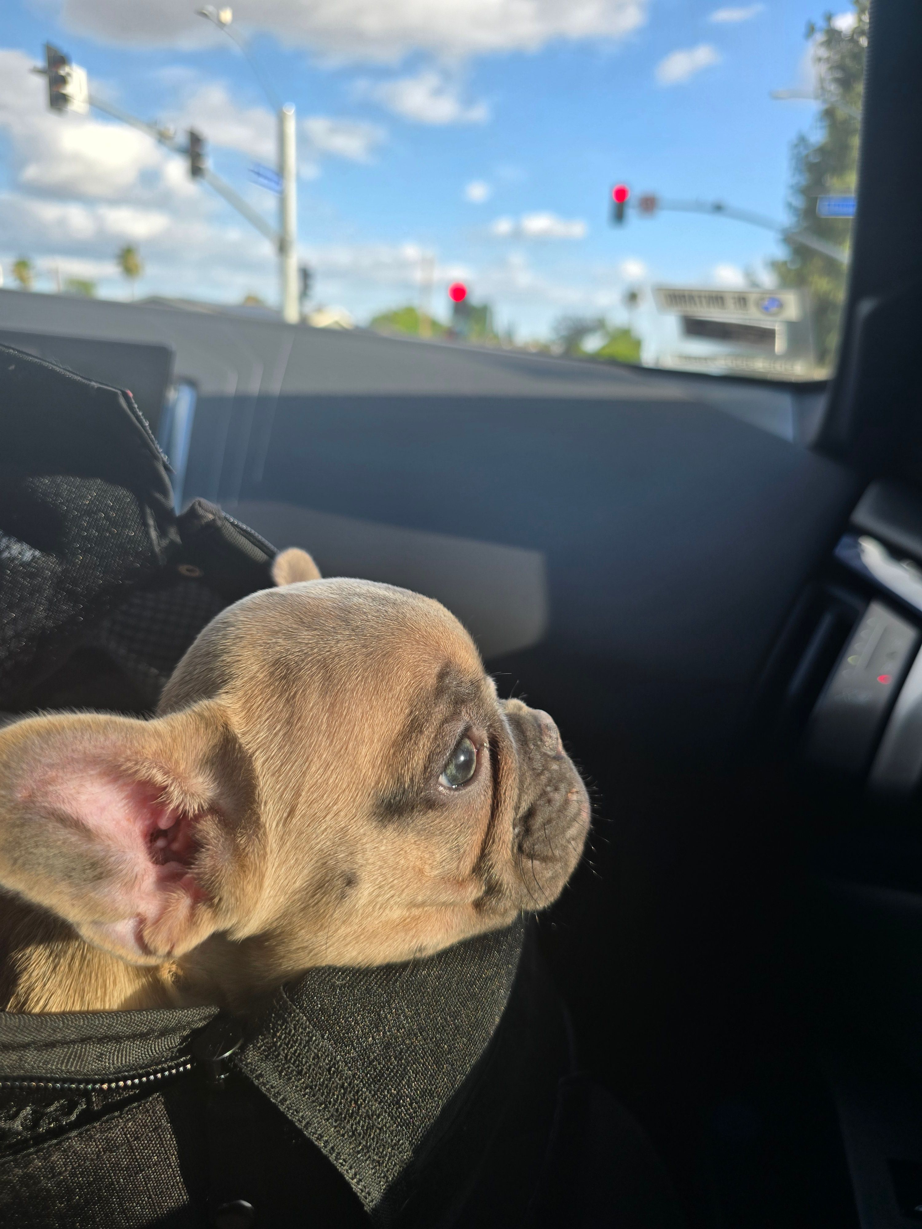 Lisa – French Bulldog puppy for sale in Walnut, CA