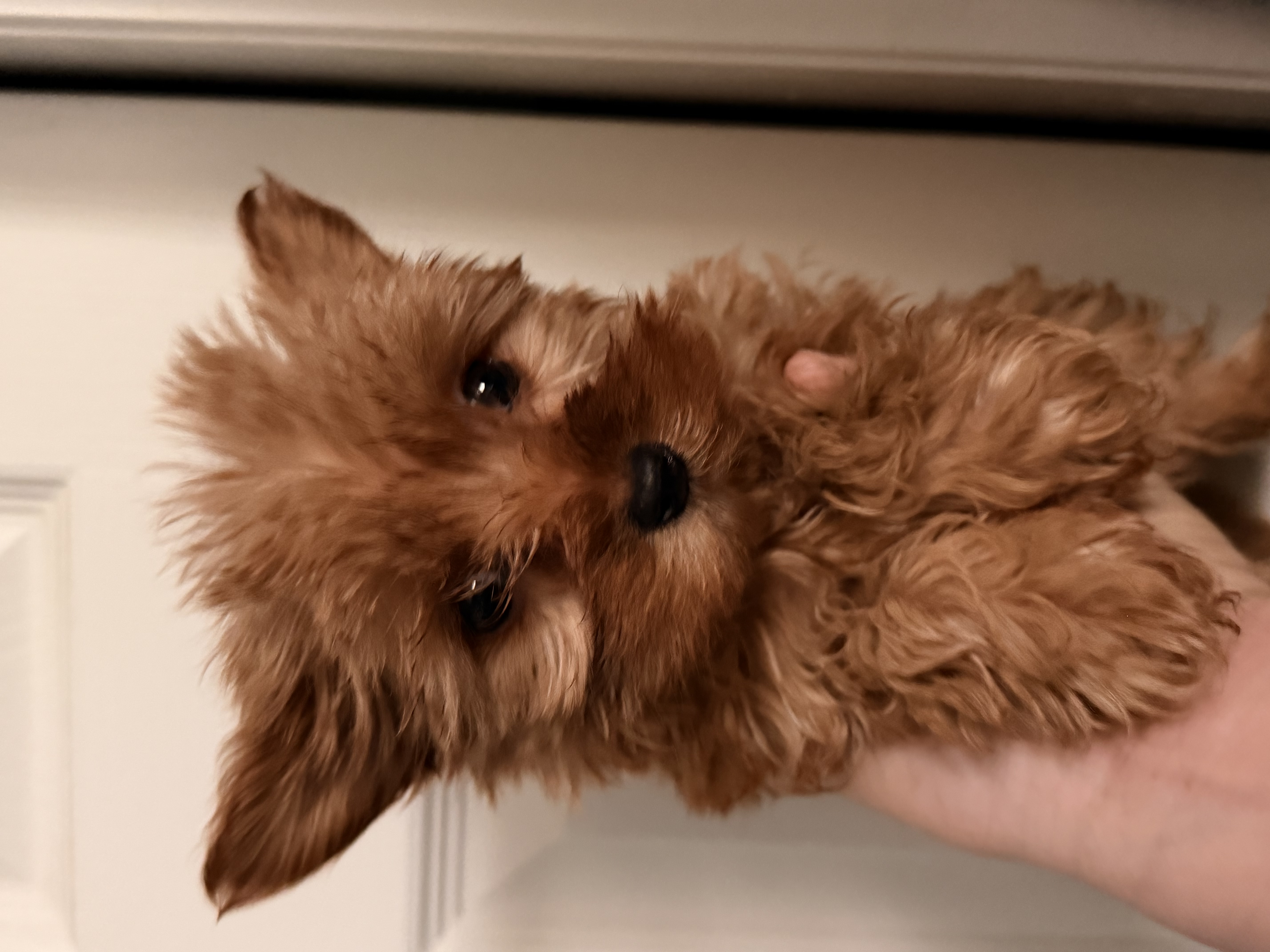 Teacup Rayo – Yorkshire Terrier puppy for sale in Denver, CO