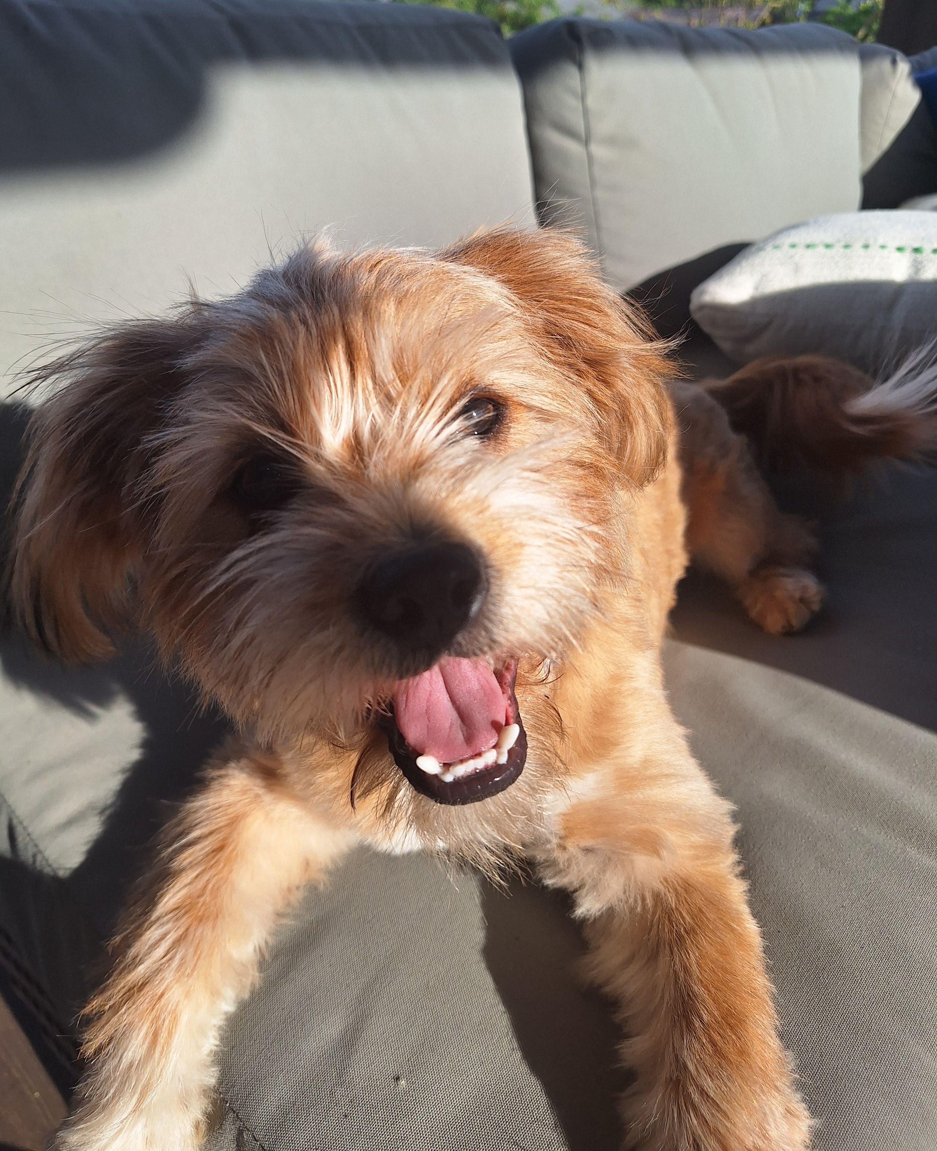 PUMPKIN – Shih Tzu puppy for sale in Bellingham, WA