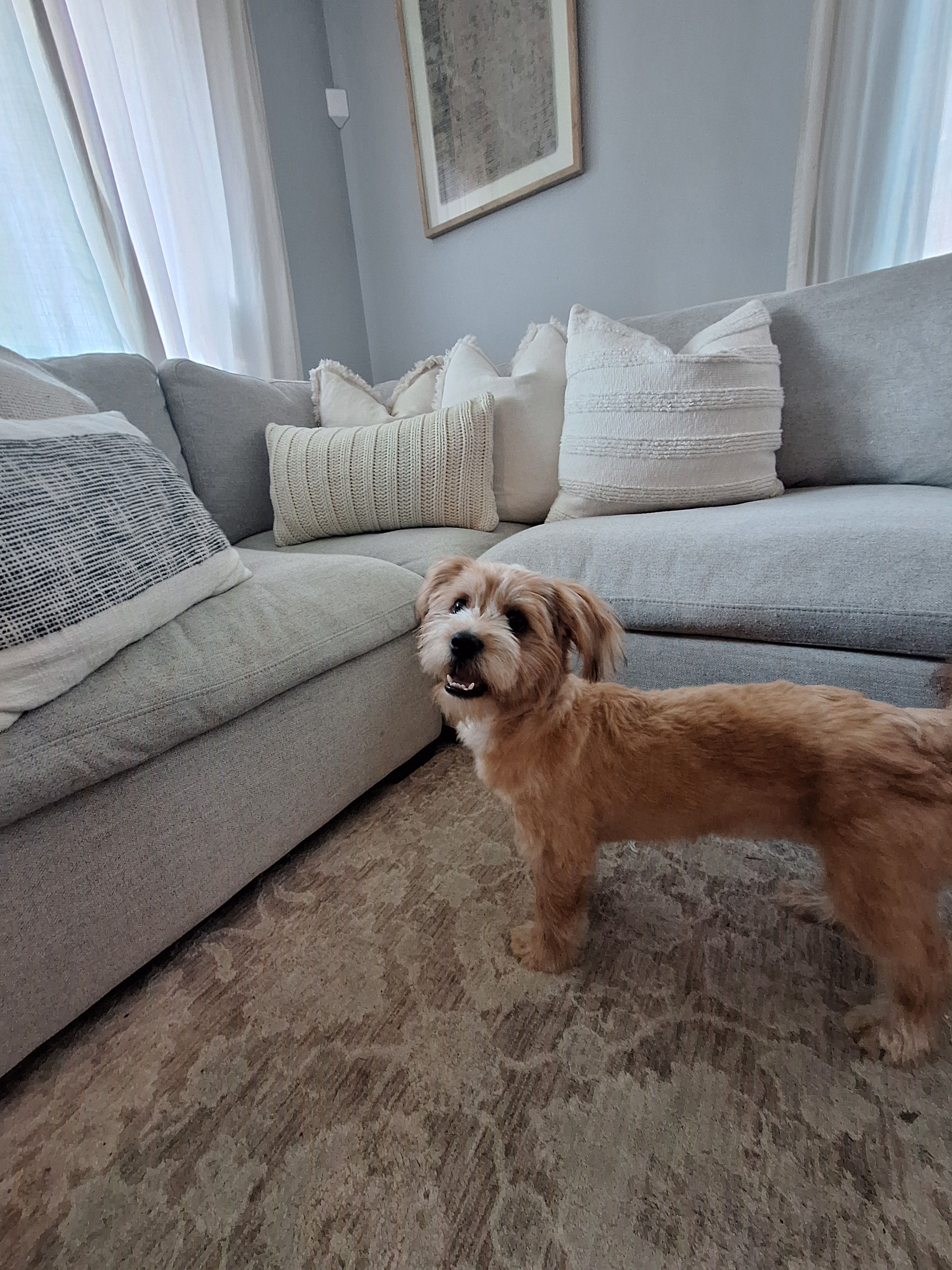 PUMPKIN, a male Shihpoo and Shih Tzu for sale in Bellingham, WA – 8 of 10
