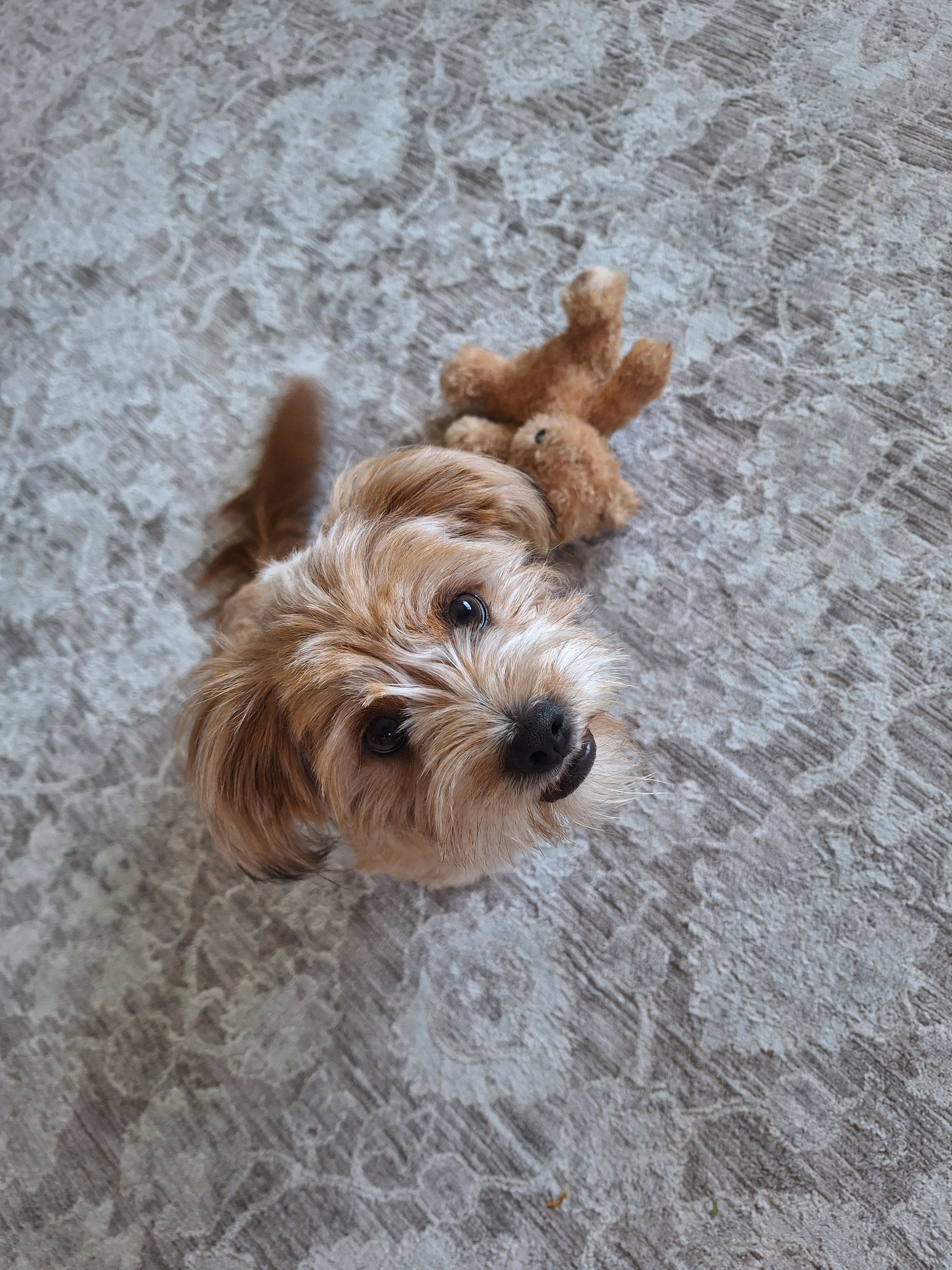 PUMPKIN – Shih Tzu puppy for sale in Bellingham, WA