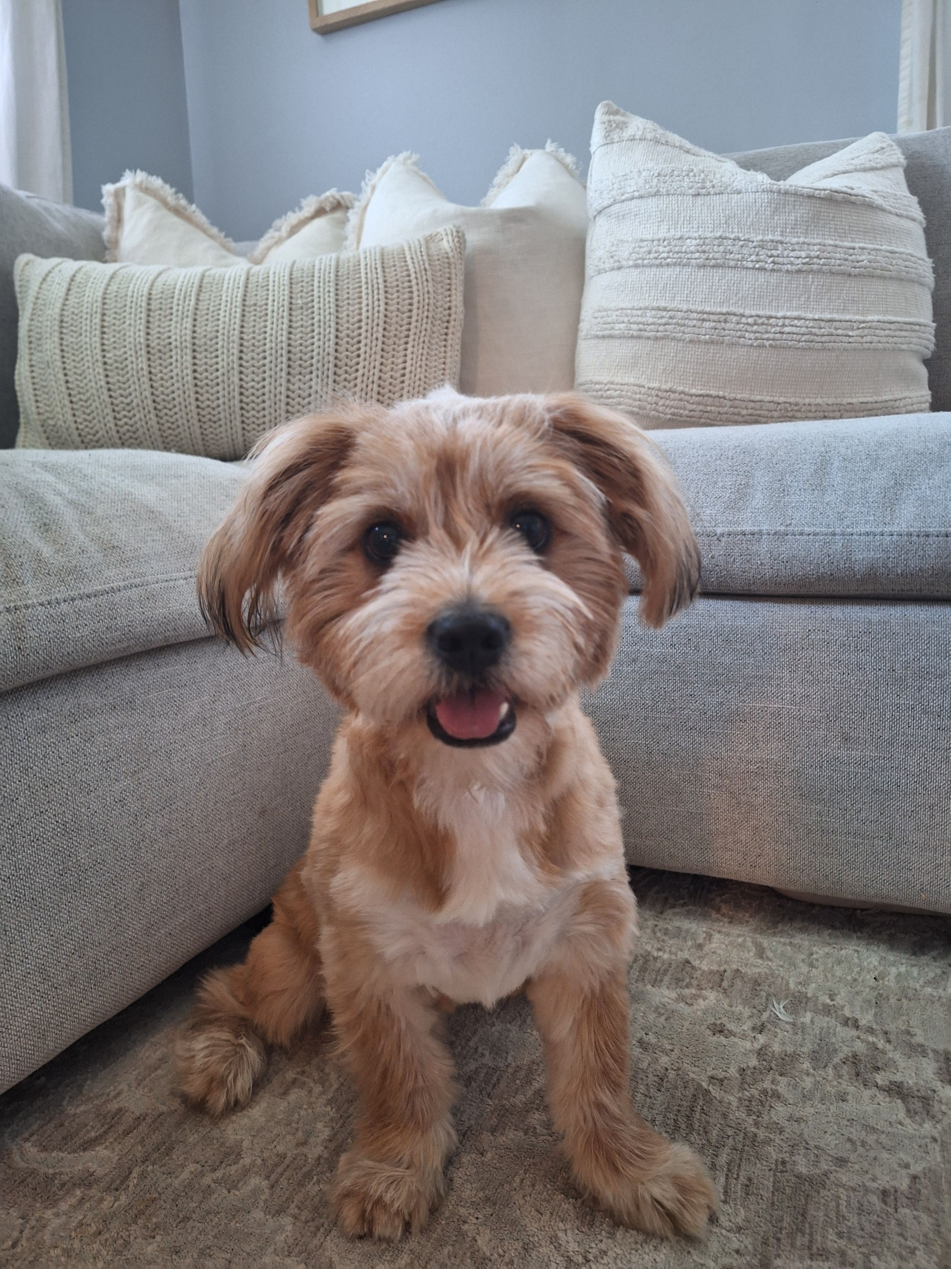 PUMPKIN – Shih Tzu puppy for sale in Bellingham, WA