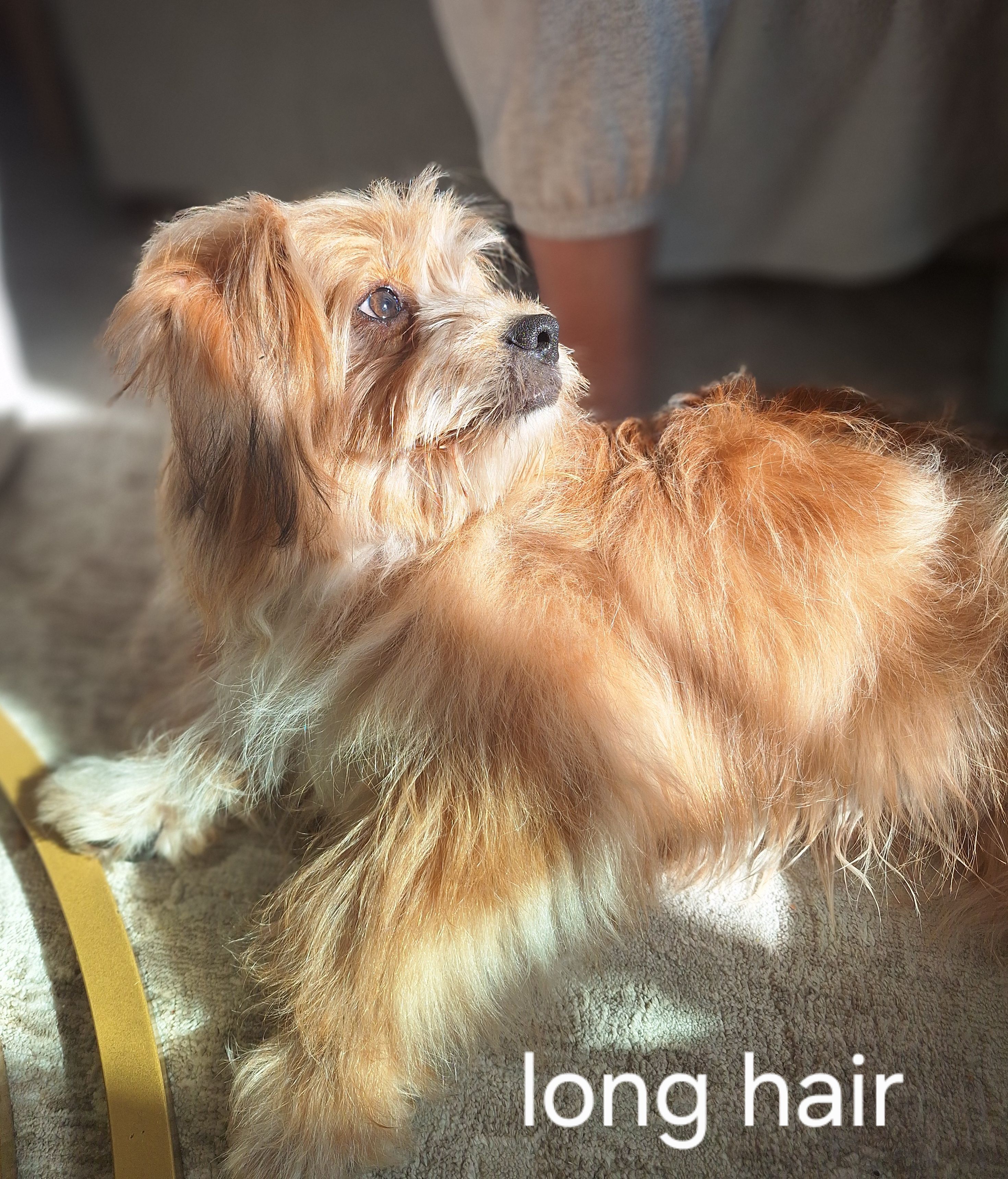 PUMPKIN, a male Shihpoo and Shih Tzu for sale in Bellingham, WA – 10 of 10