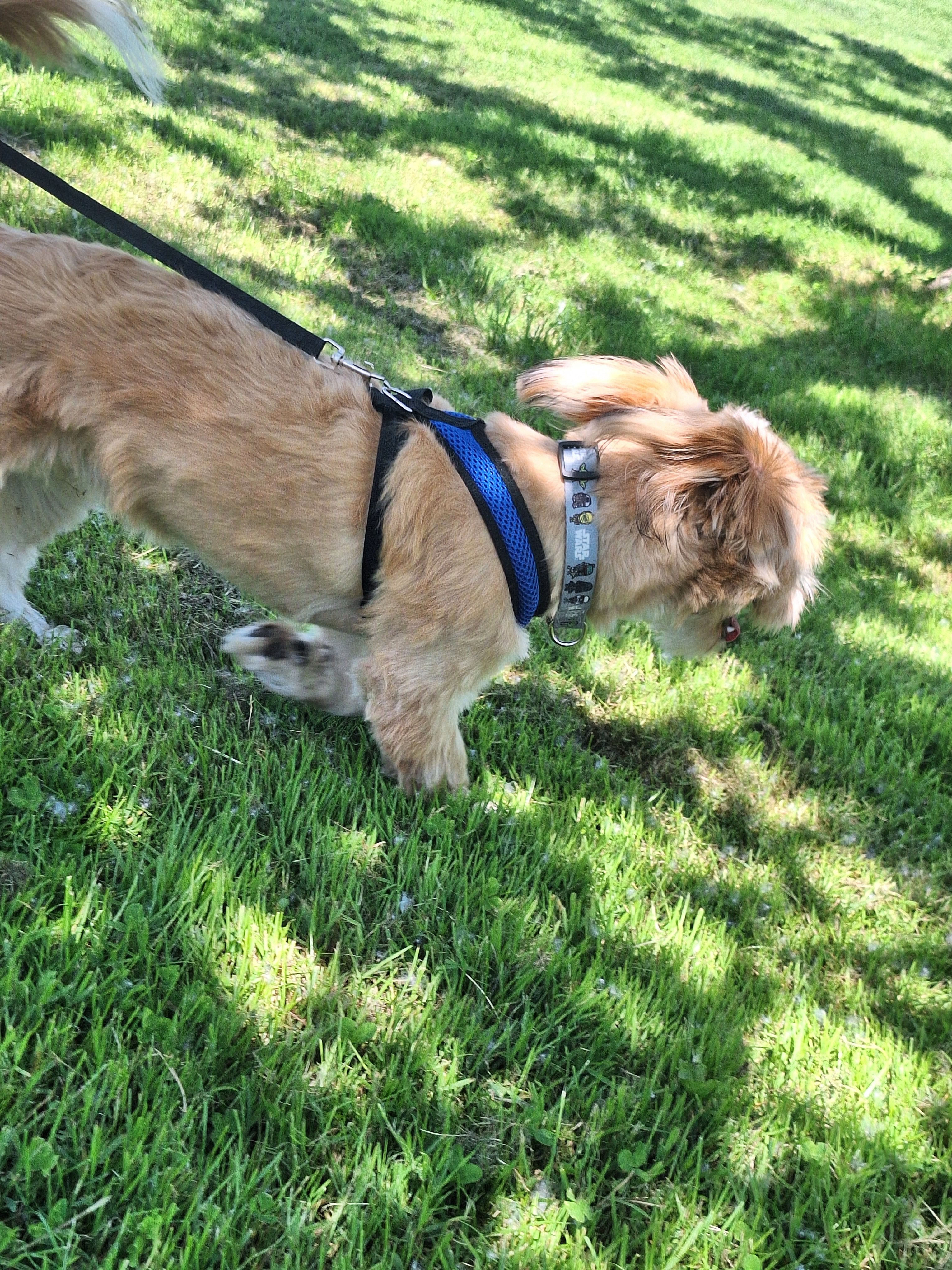 PUMPKIN, a male Shihpoo and Shih Tzu for sale in Bellingham, WA – 9 of 10