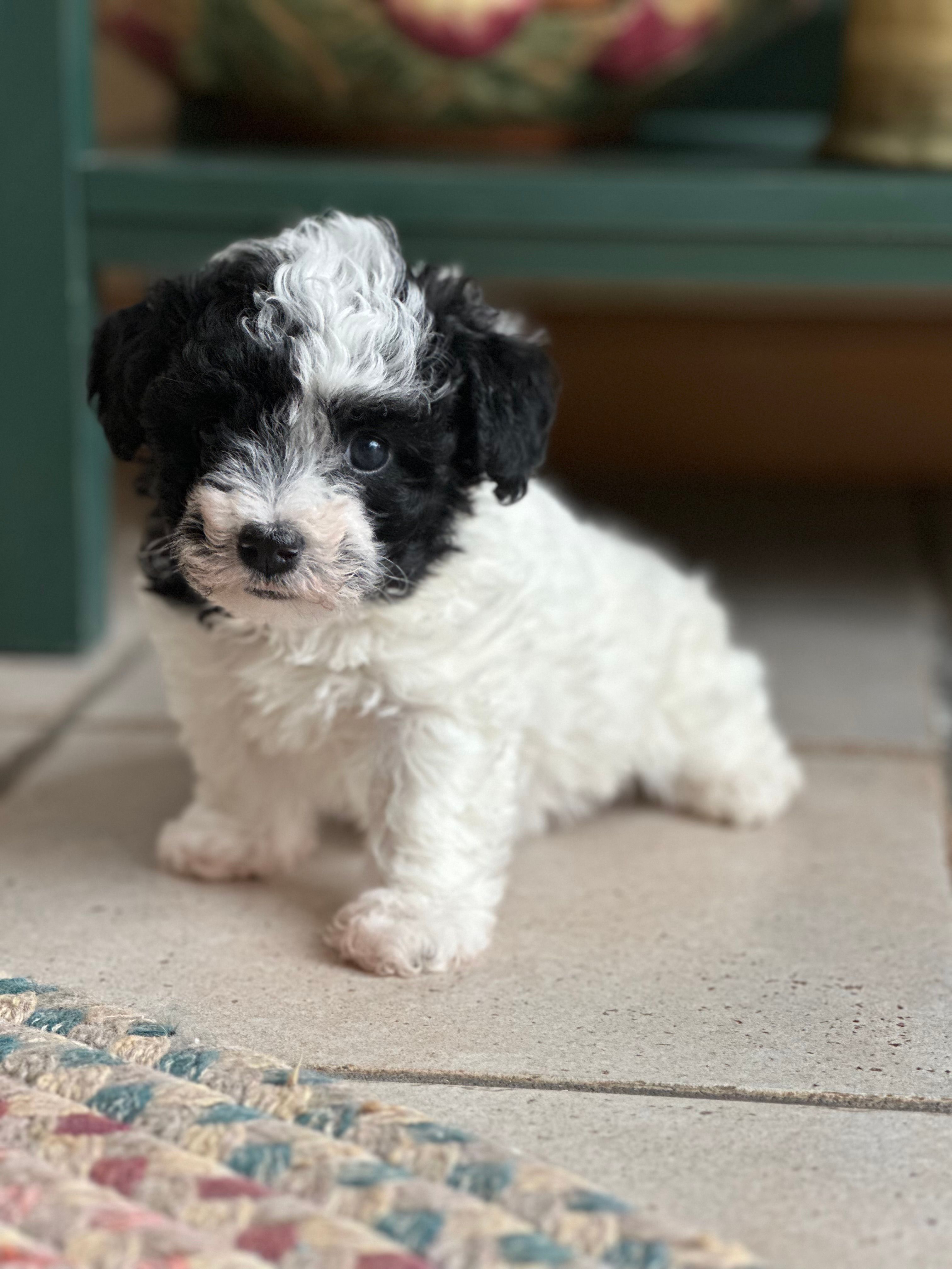 Cookie  – Bichpoo puppy for sale in Dayville, CT