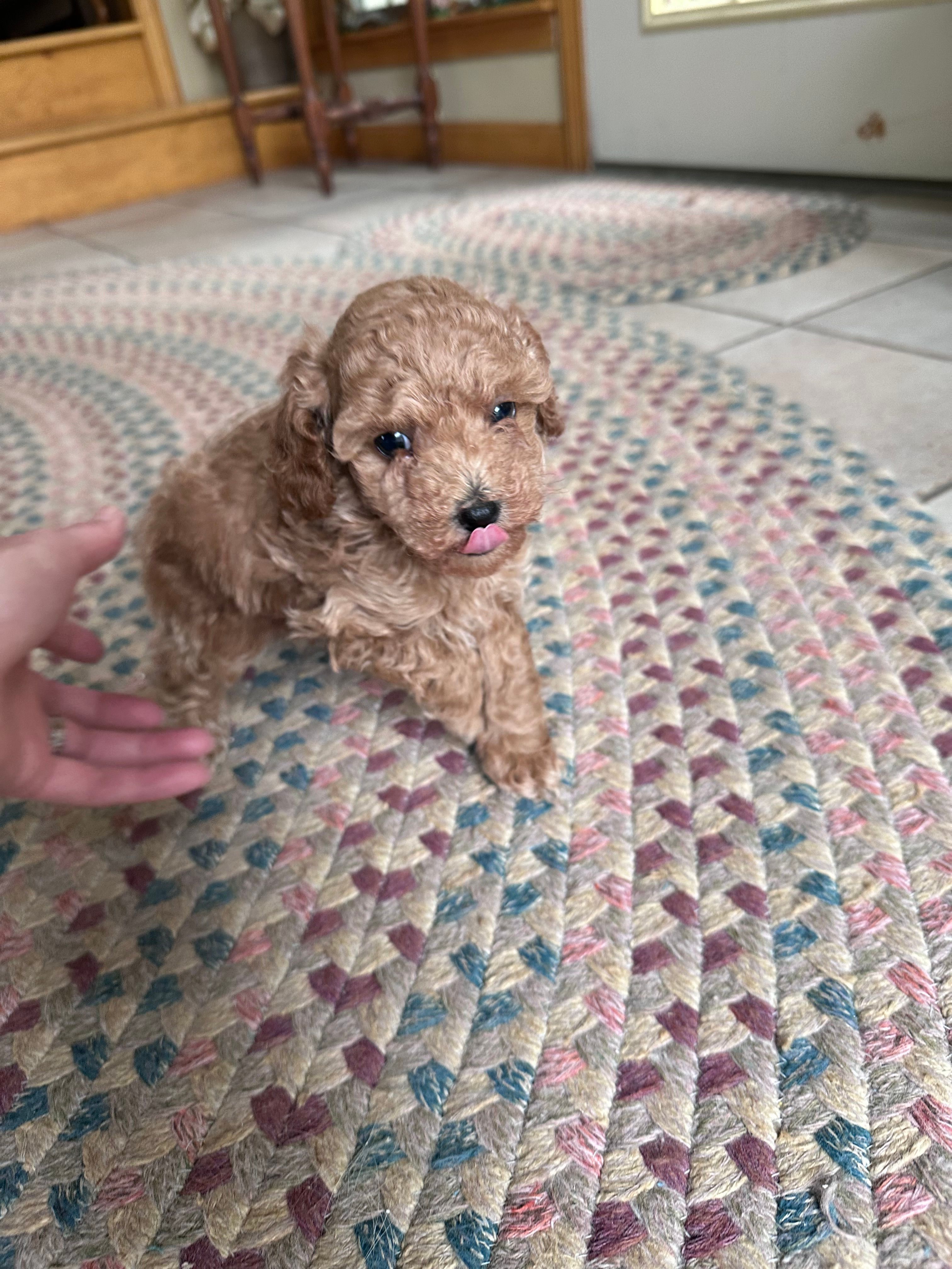 Chocolate  – Poodle - Miniature  puppy for sale in Dayville, CT