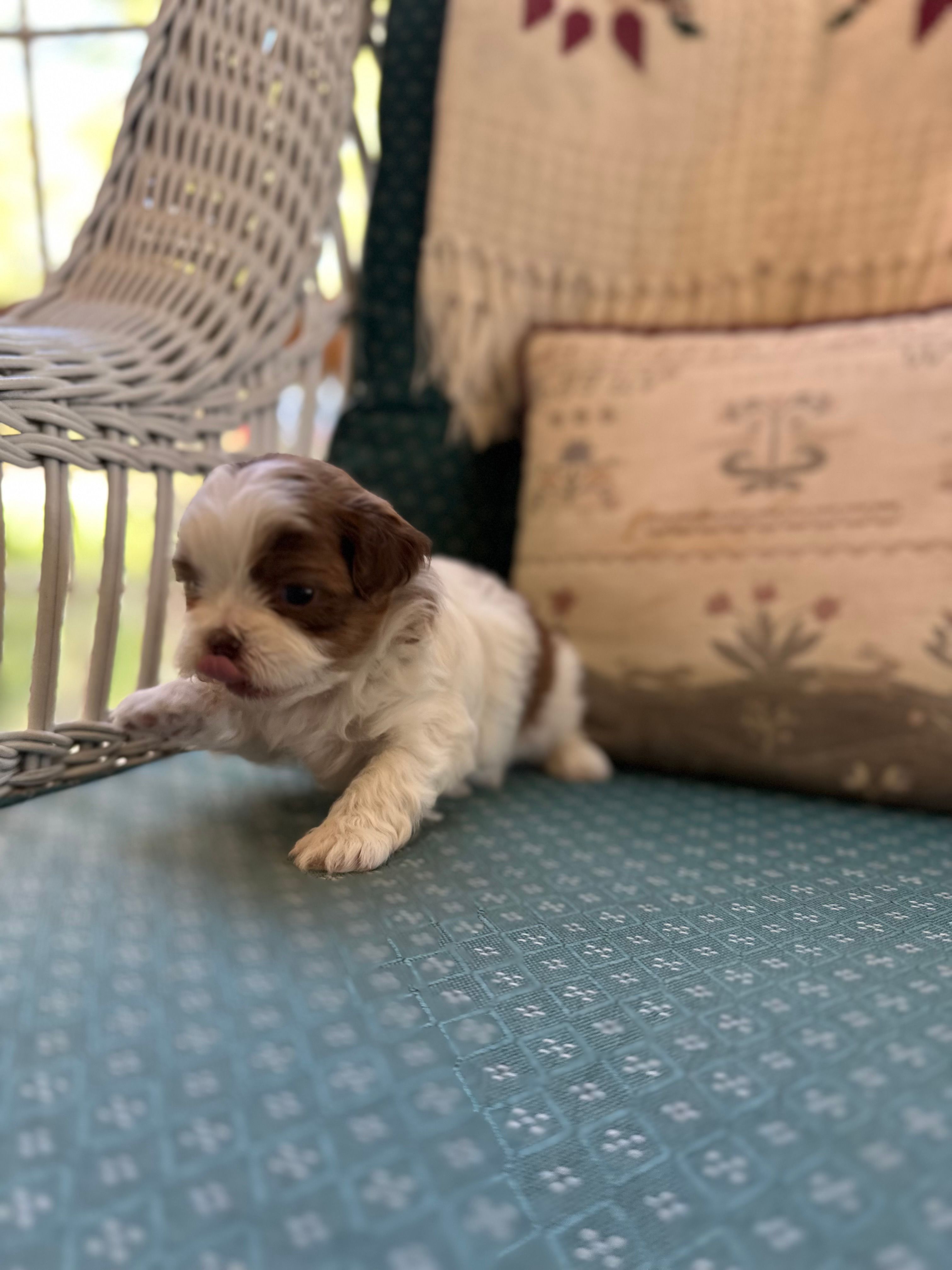 Caramel  – Shichon puppy for sale in Dayville, CT