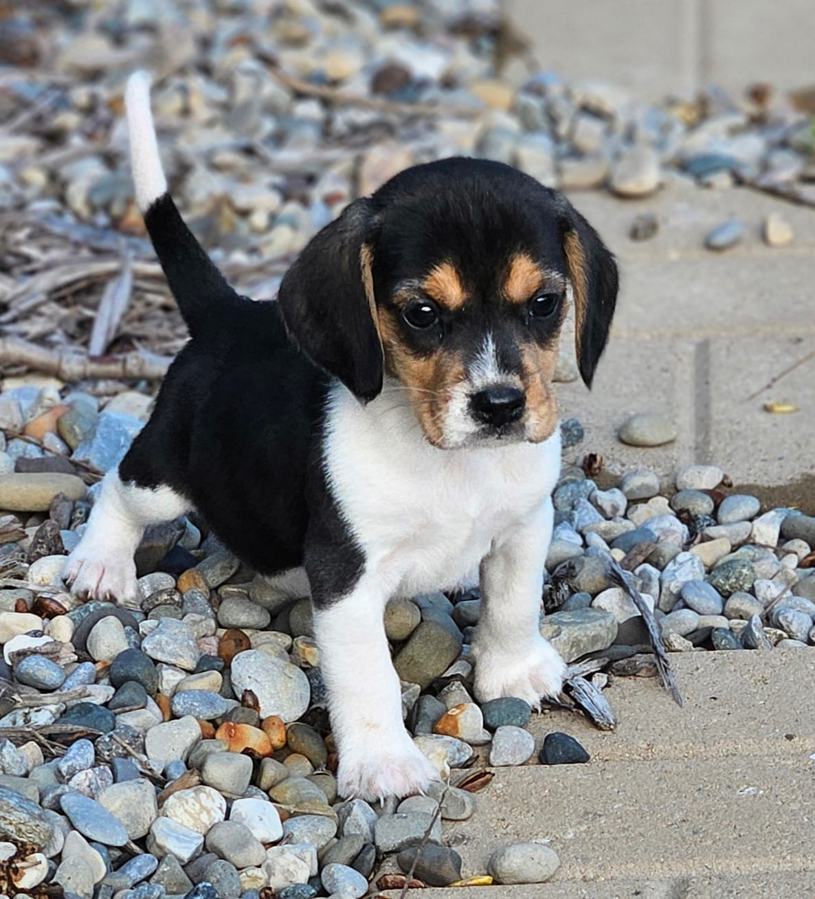 KIP – Beagle puppy for sale in Decatur, IN