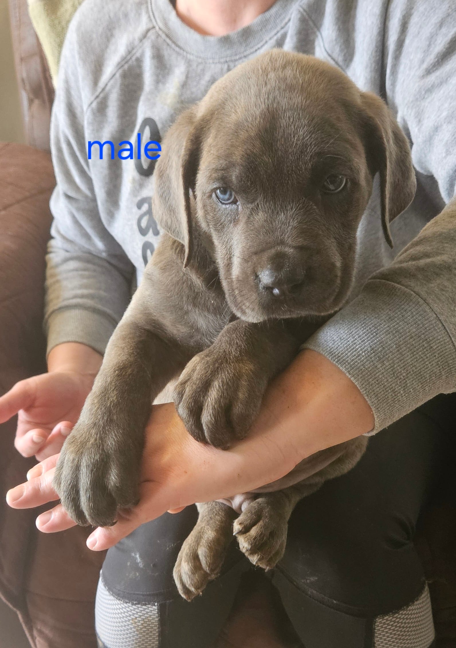 Cox Farms Cane Corsos  – Cane Corso puppy for sale in Black Rock, AR