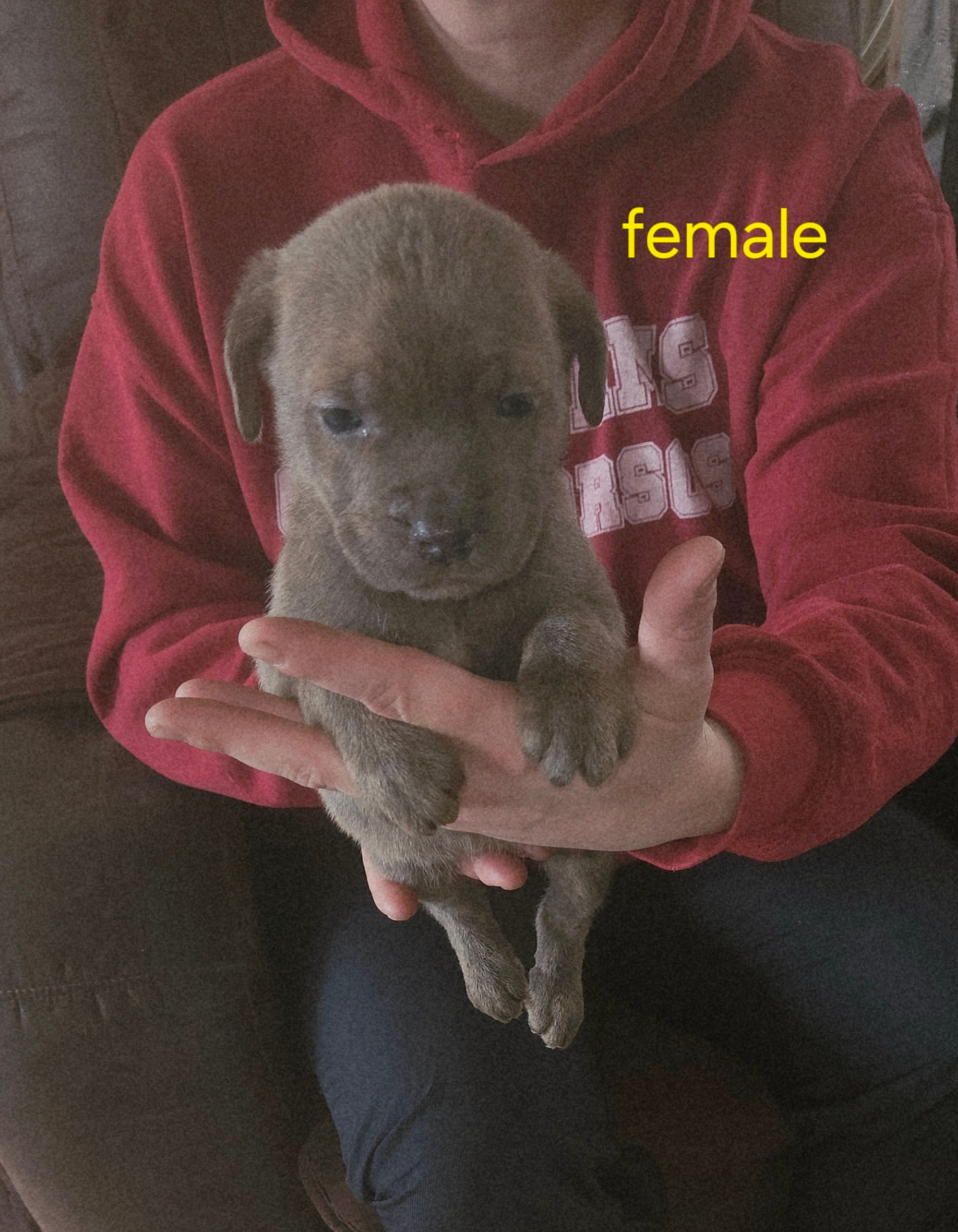 Cox Farms Cane Corsos 