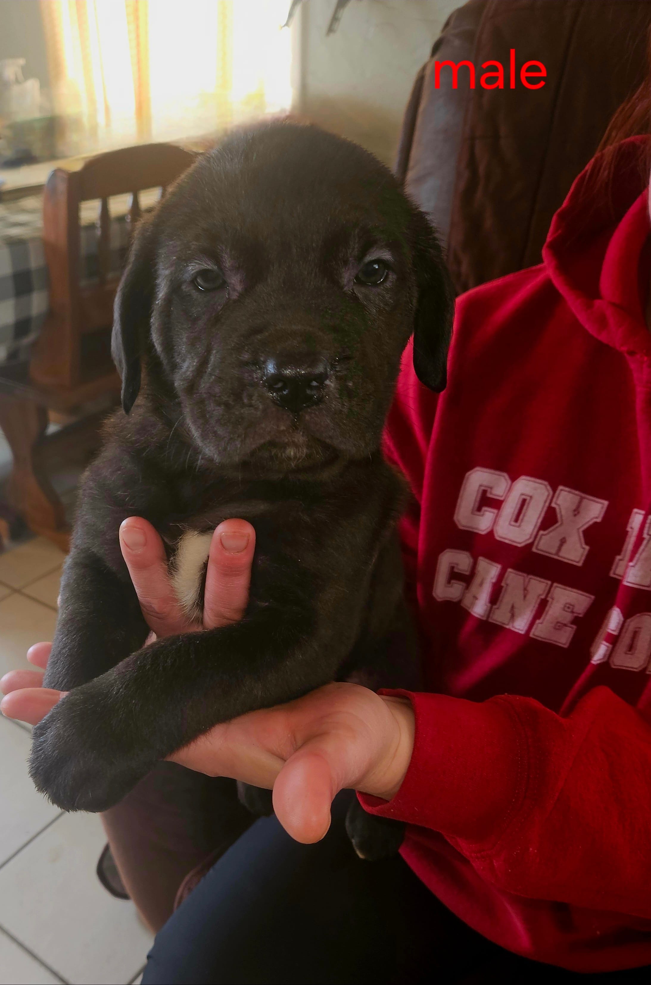 Cox Farms Cane Corsos 