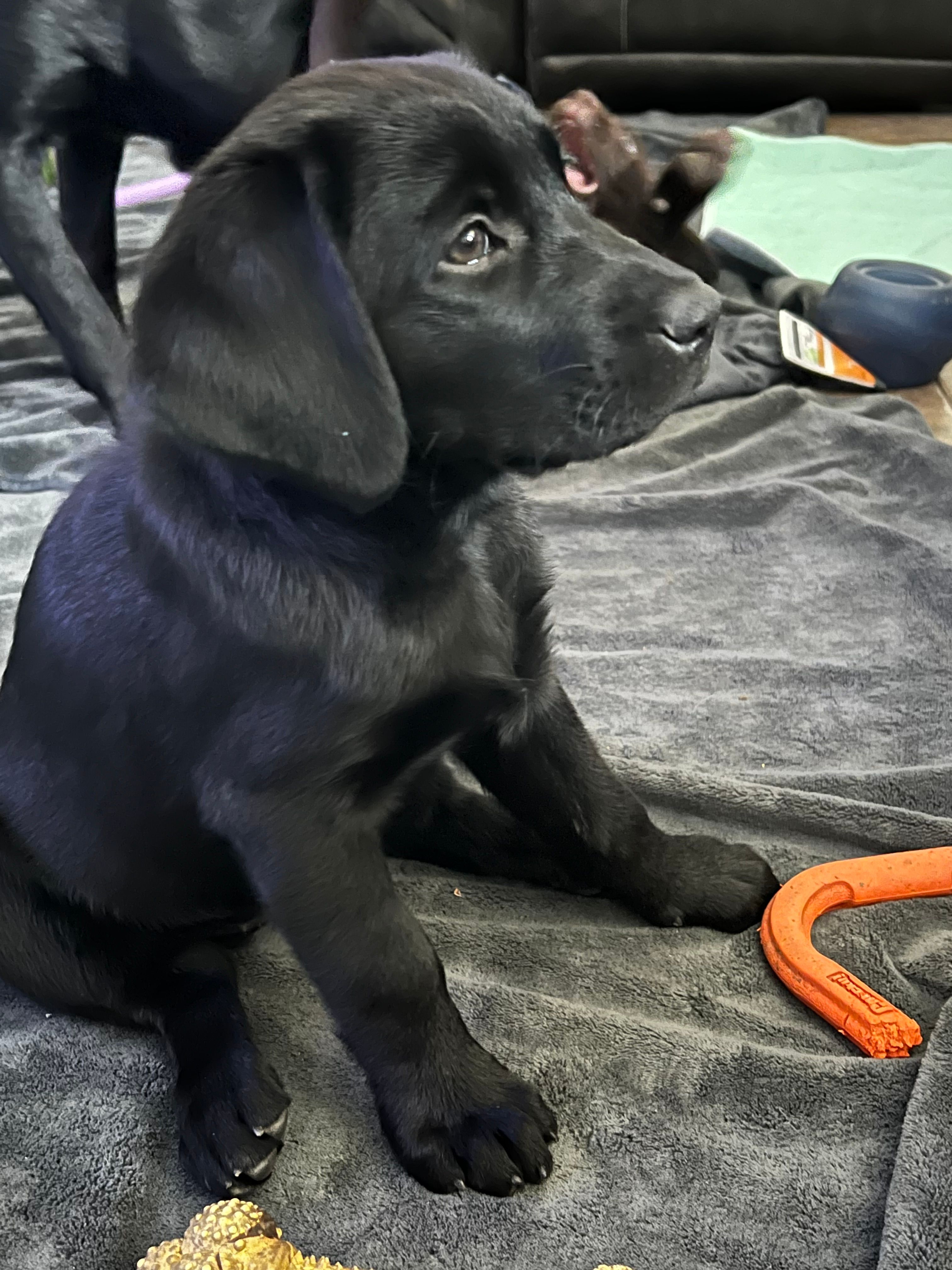 Tinkerbell – Labrador Retriever puppy for sale in Fontana, CA