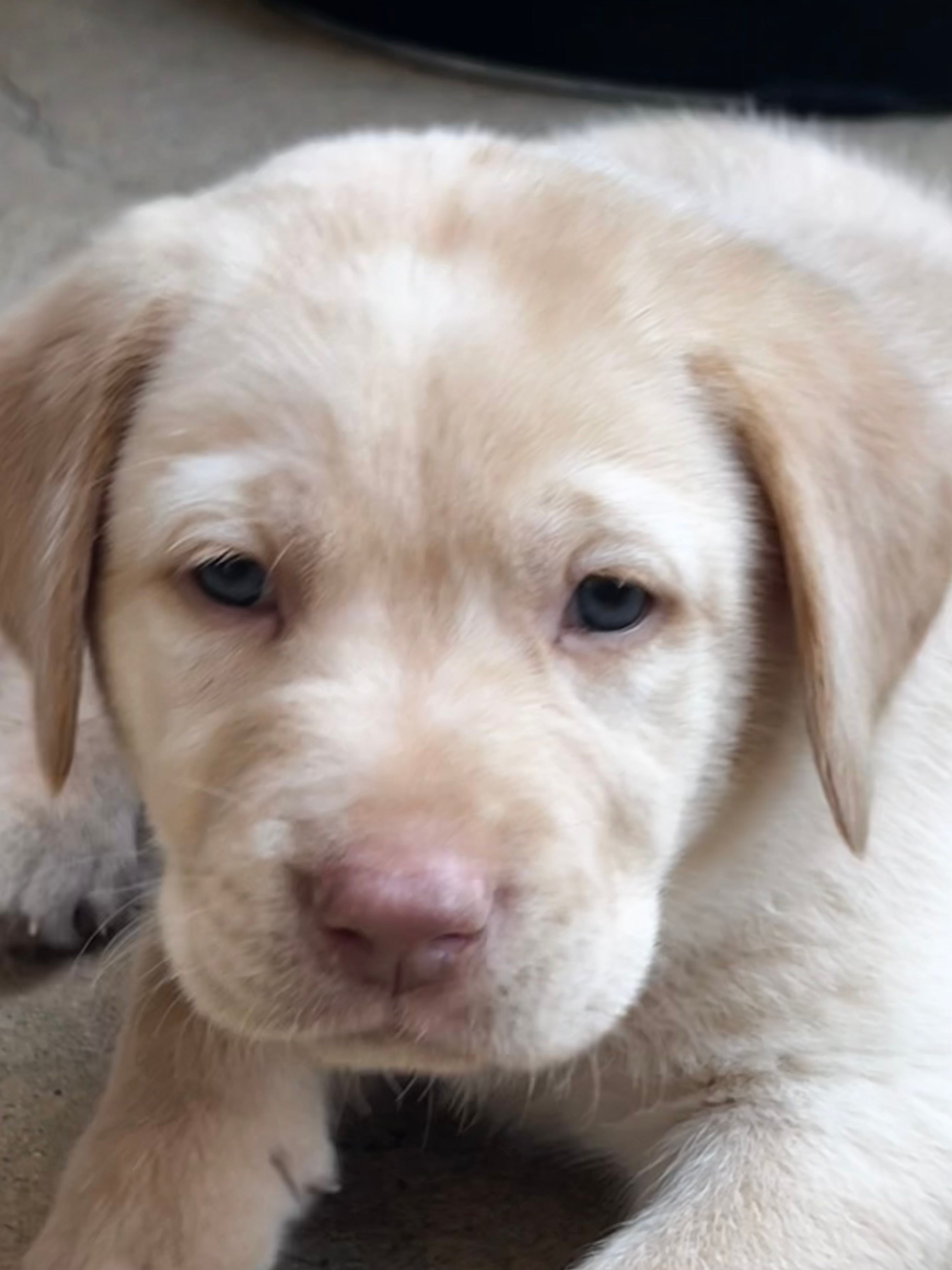 Tucker – Labrador Retriever puppy for sale in Fontana, CA